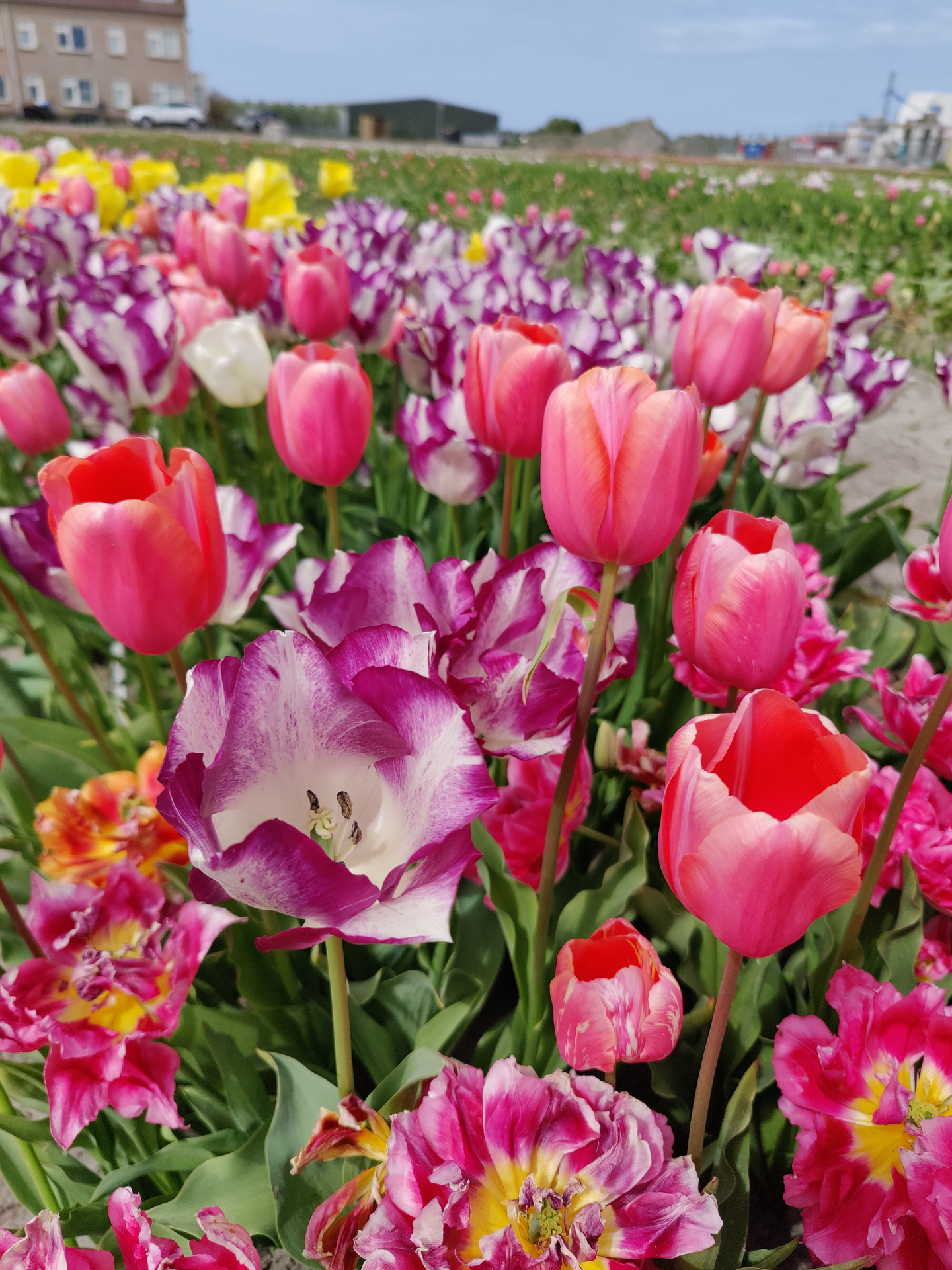 Tulppaani Double  Angelique 15kpl 12/+