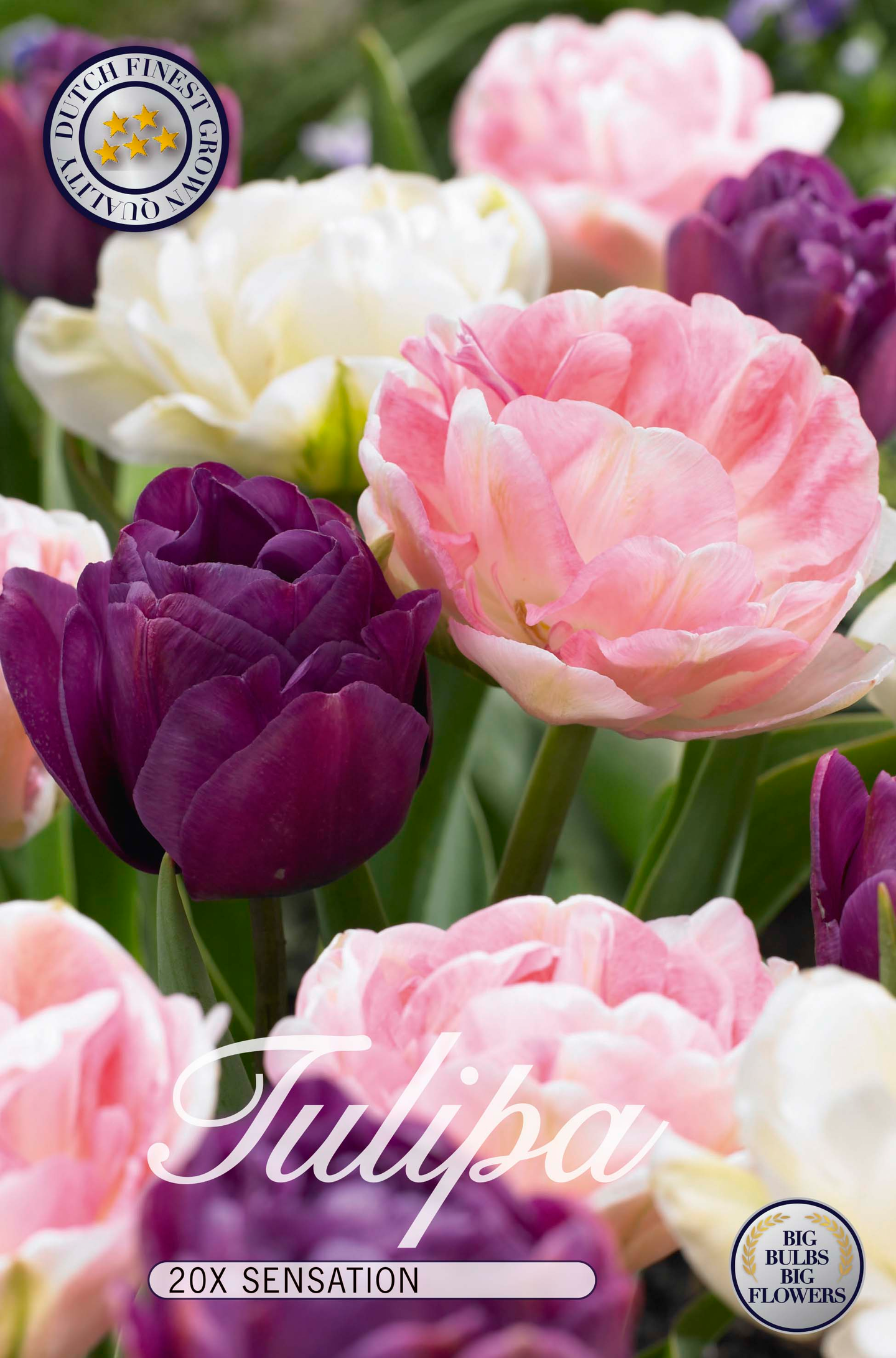 Tulppaani Sensation 20kpl 12/+