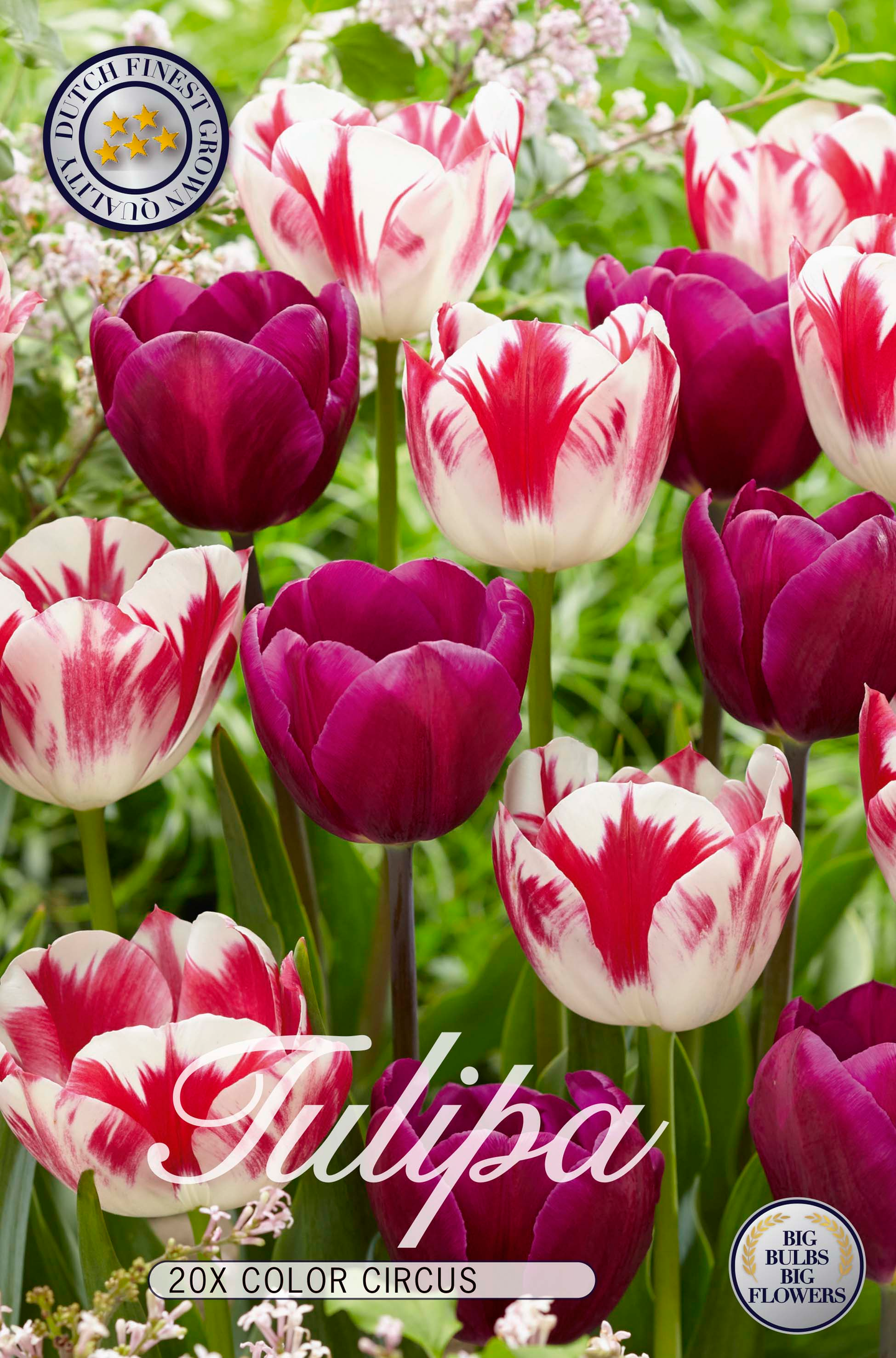 Tulppaani Triump Colourcircus 20kpl 12/+