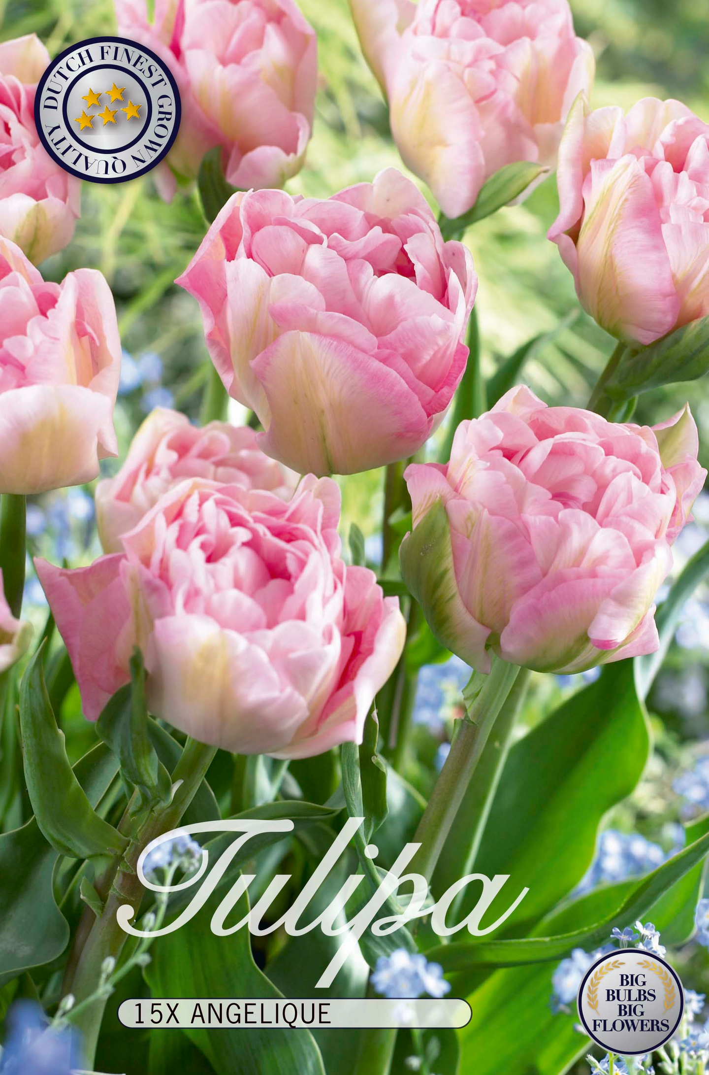 Tulppaani Double  Angelique 15kpl 12/+