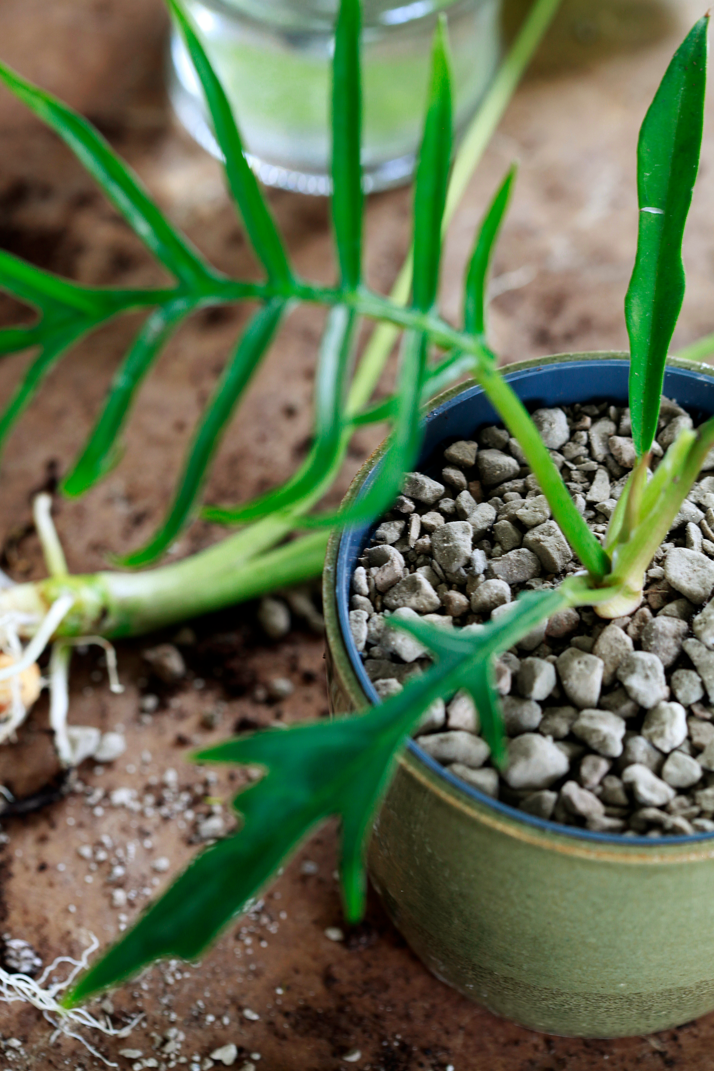 Viherkasvisora Kekkilä 5l