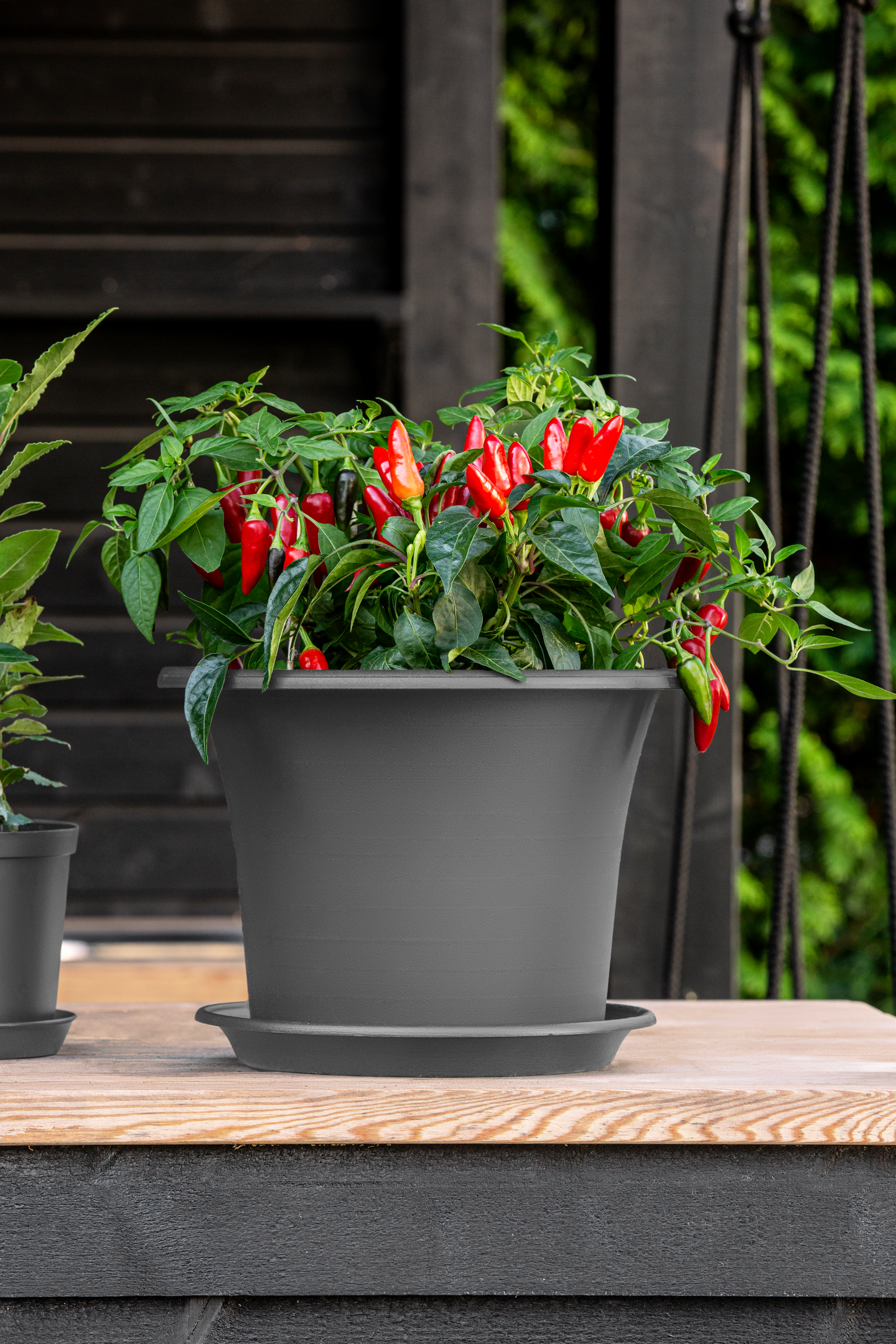 Aluslautanen Orthex Botanica 26cm harmaa