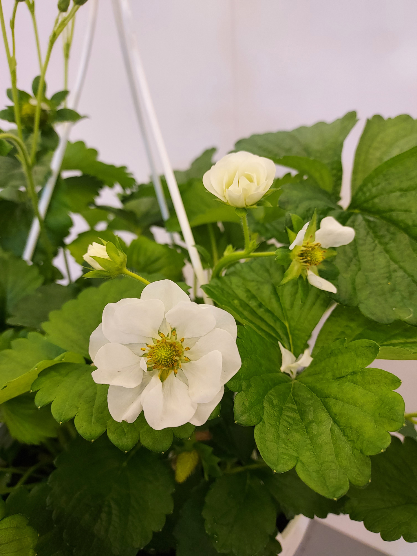 Mansikka-amppeli 23cm