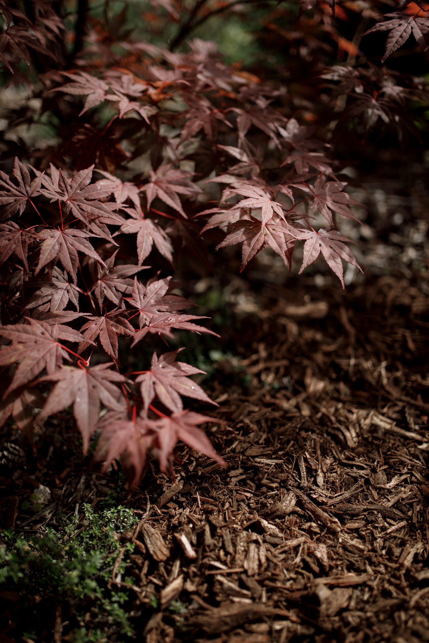 Puutarhakate Kekkilä 45l