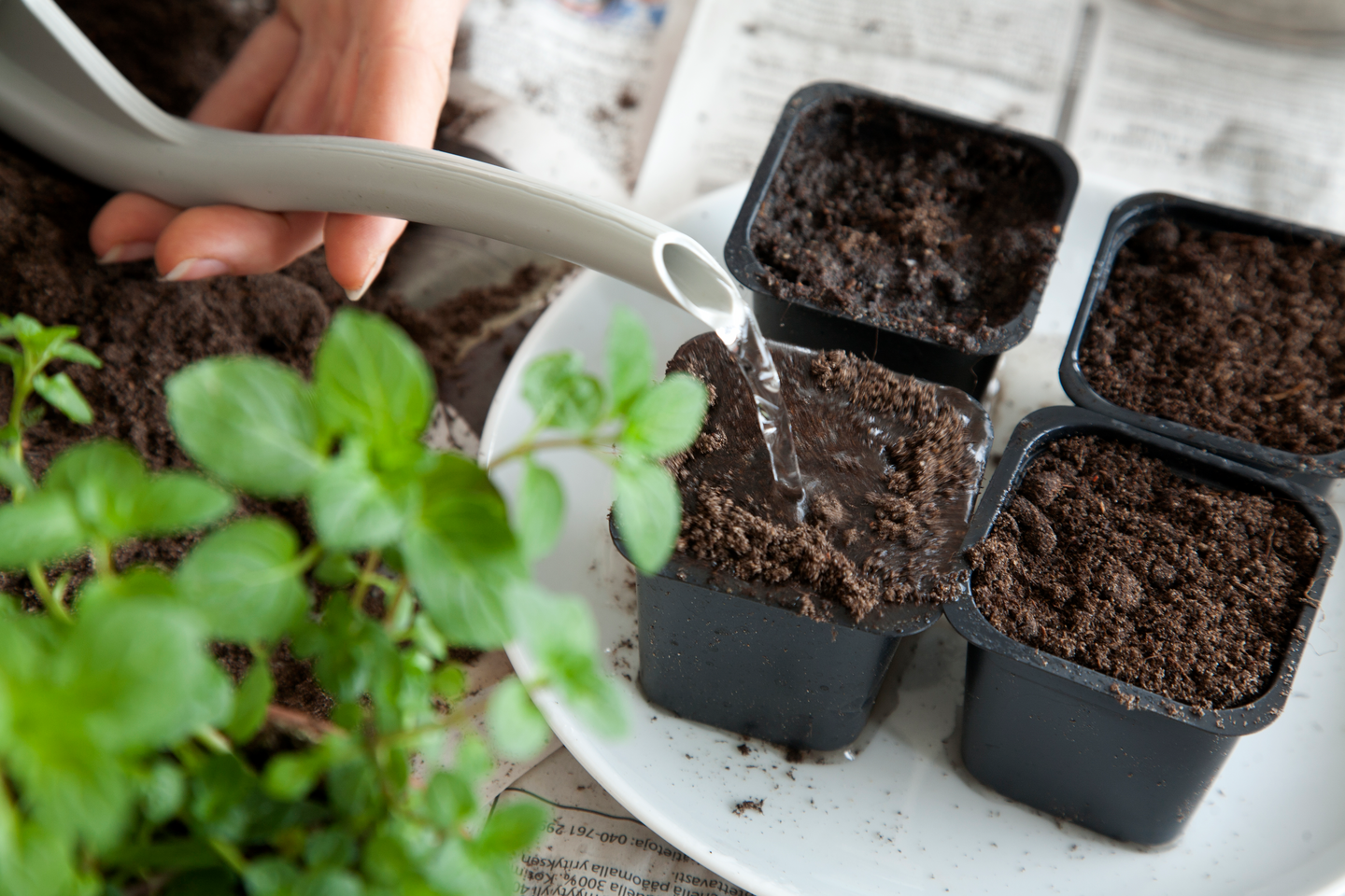 Taimilannoite Kekkilä 200g