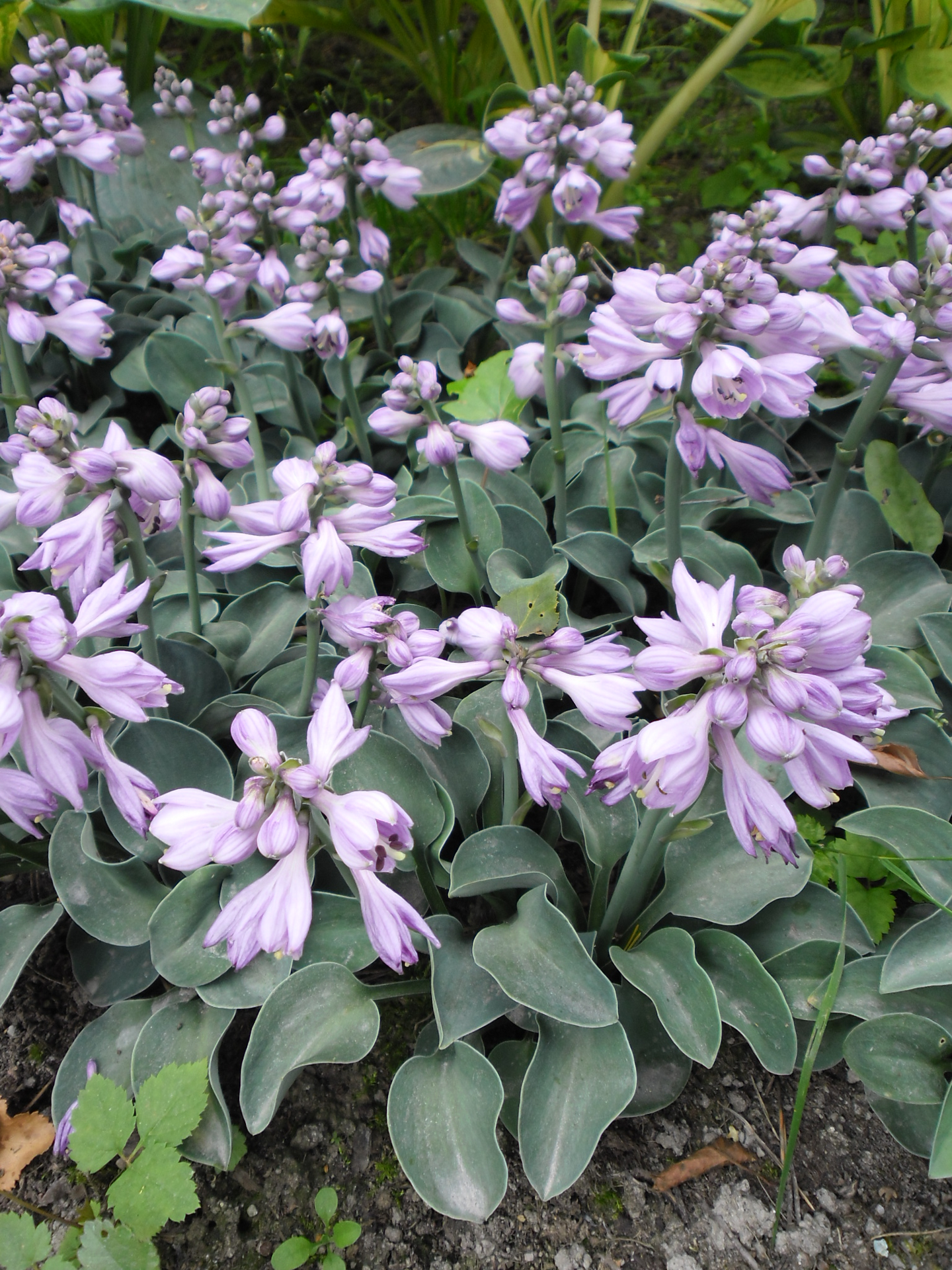 Jalokuunlilja Hosta Blue Mouse Ears