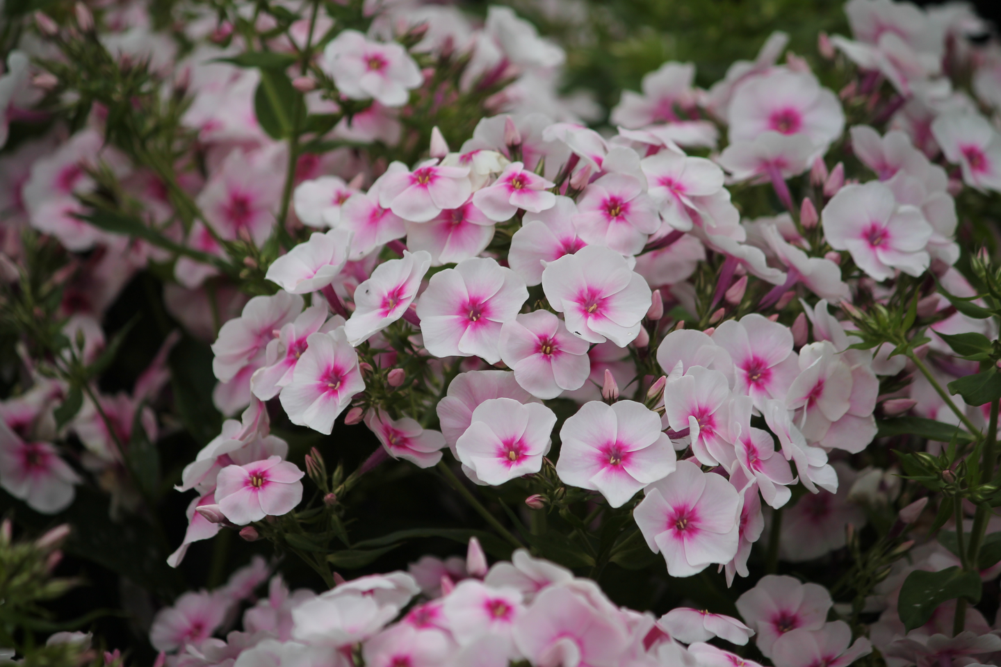 Syysleimu Phlox paniculata Soft Pink