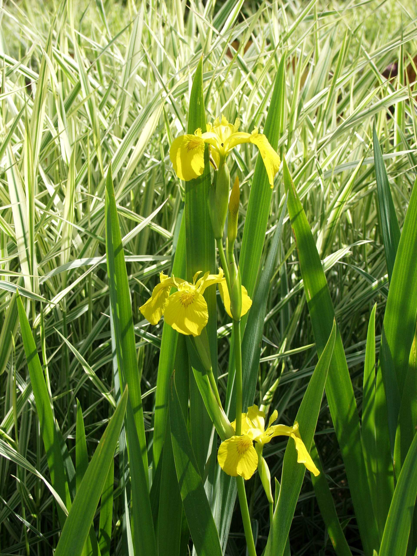 Keltakurjenmiekka Iris pseudacorus