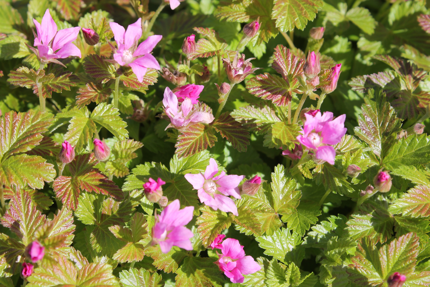 Mesimarja Susanna tai Pima Rubus arcticus 10cm ruukku