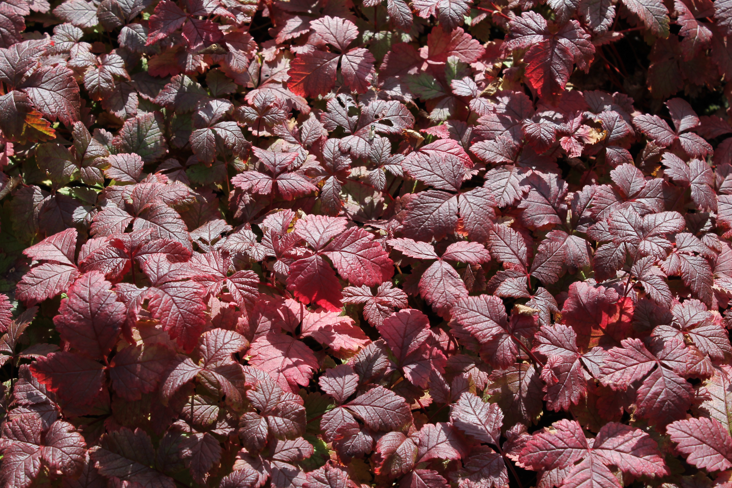 Mesimarja Susanna tai Pima Rubus arcticus 10cm ruukku