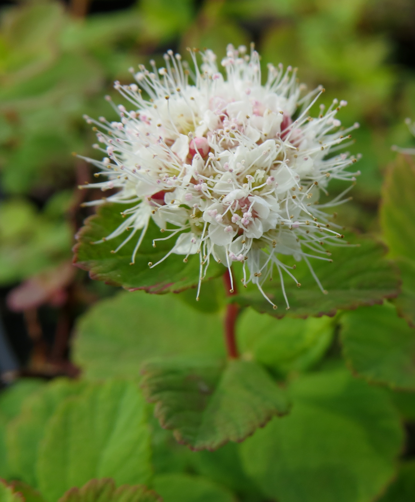 Verhoangervo Spiraea beuverdiana Lumikki 3l astia