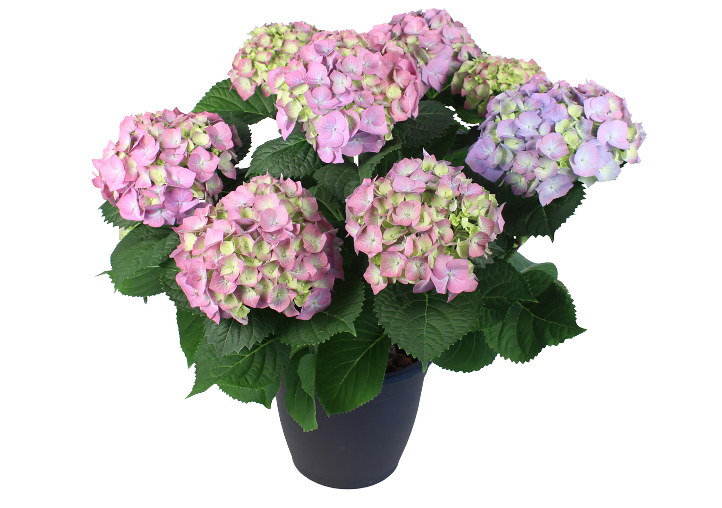 Terassihortensia mix 22 cm ruukku