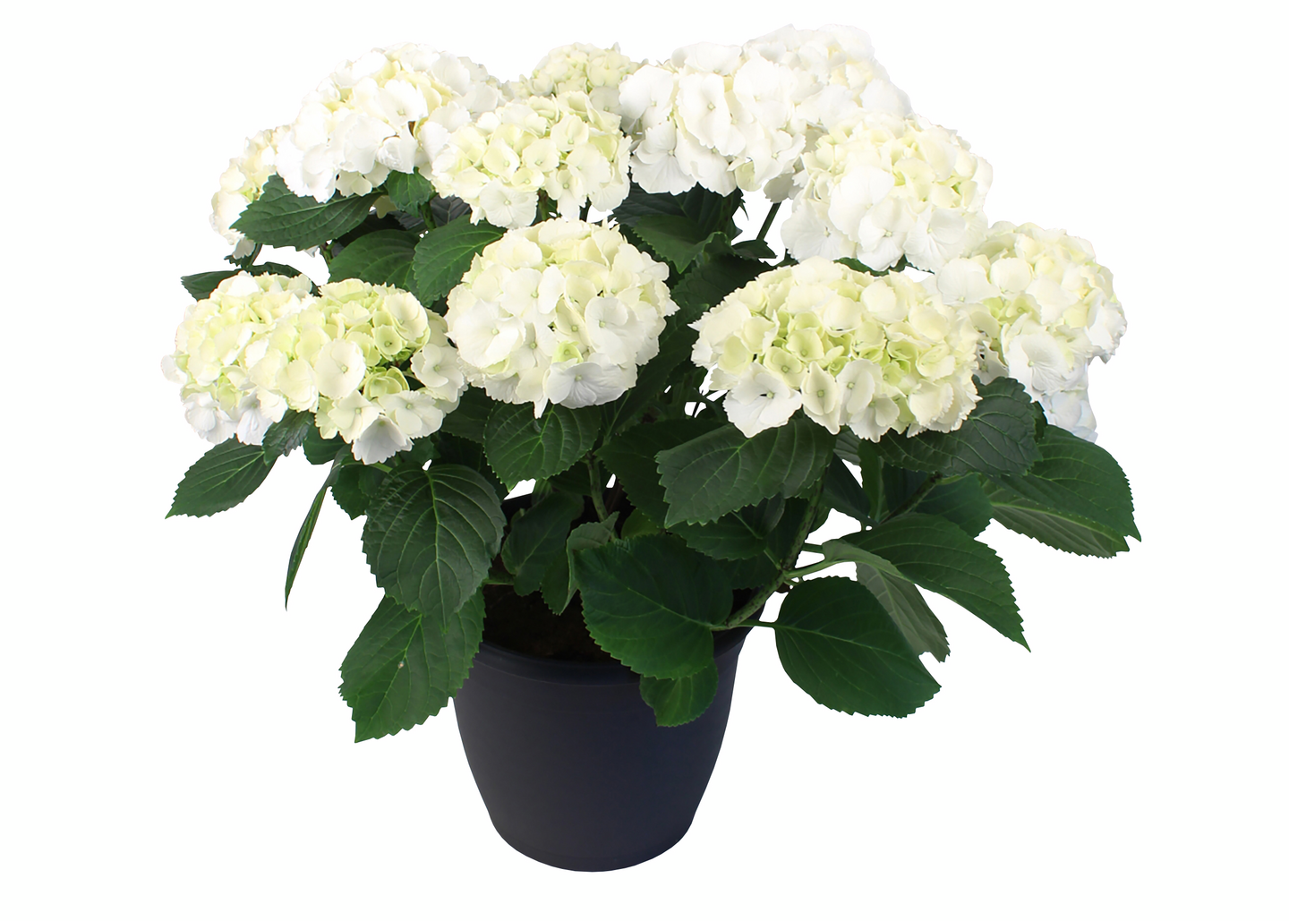 Terassihortensia mix 22 cm ruukku