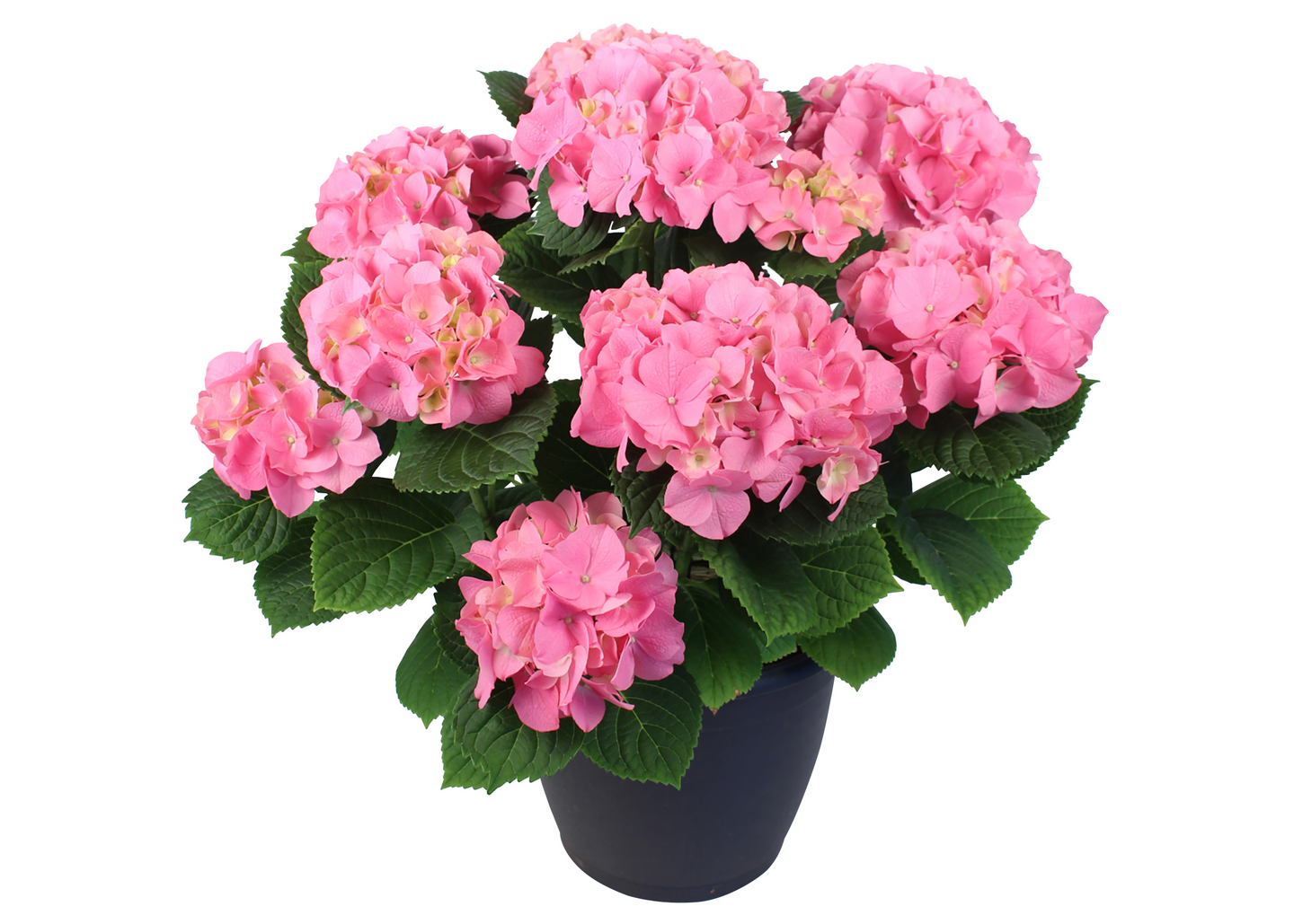 Terassihortensia mix 22 cm ruukku