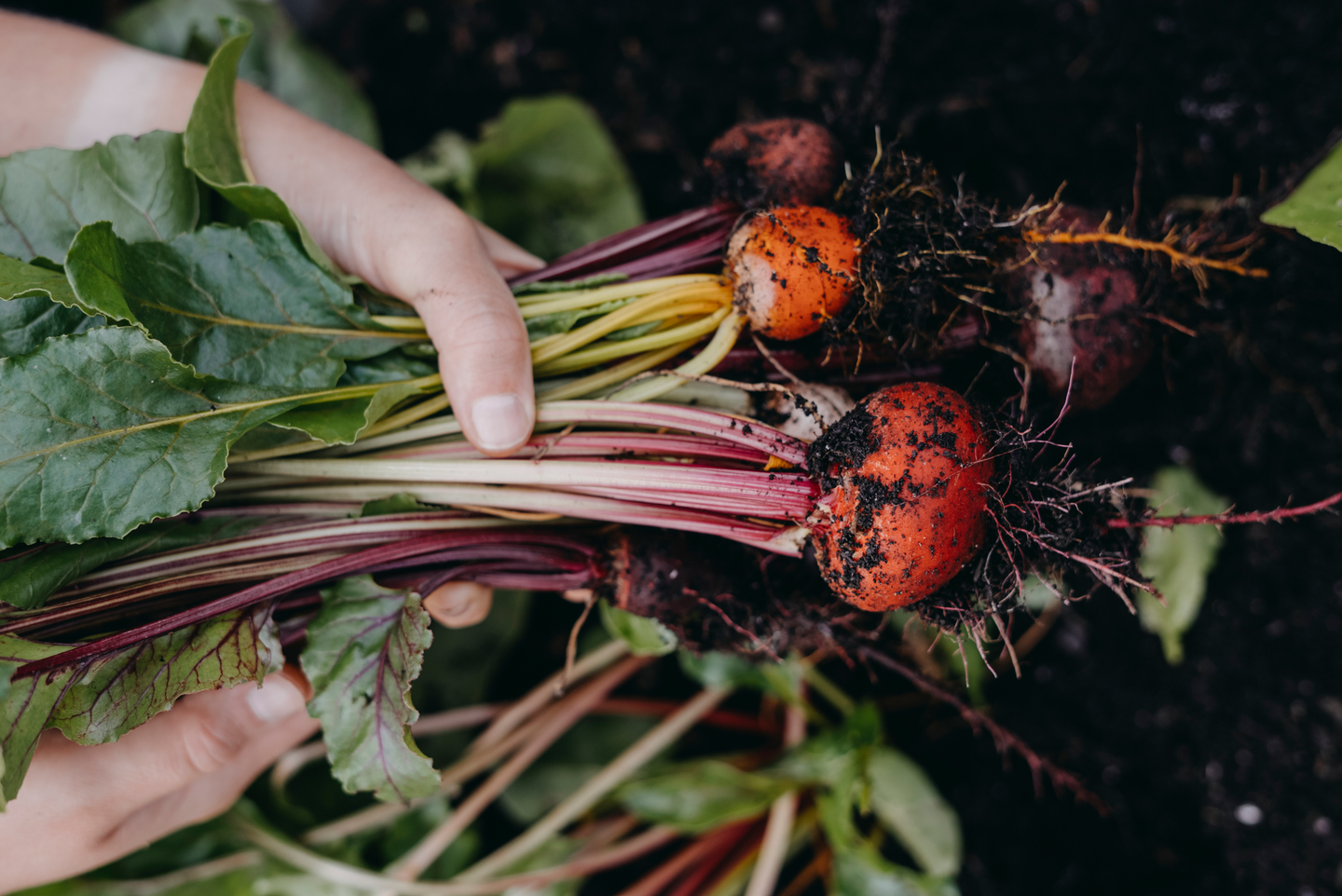 Punajuuri siemen Hullahoop Mix