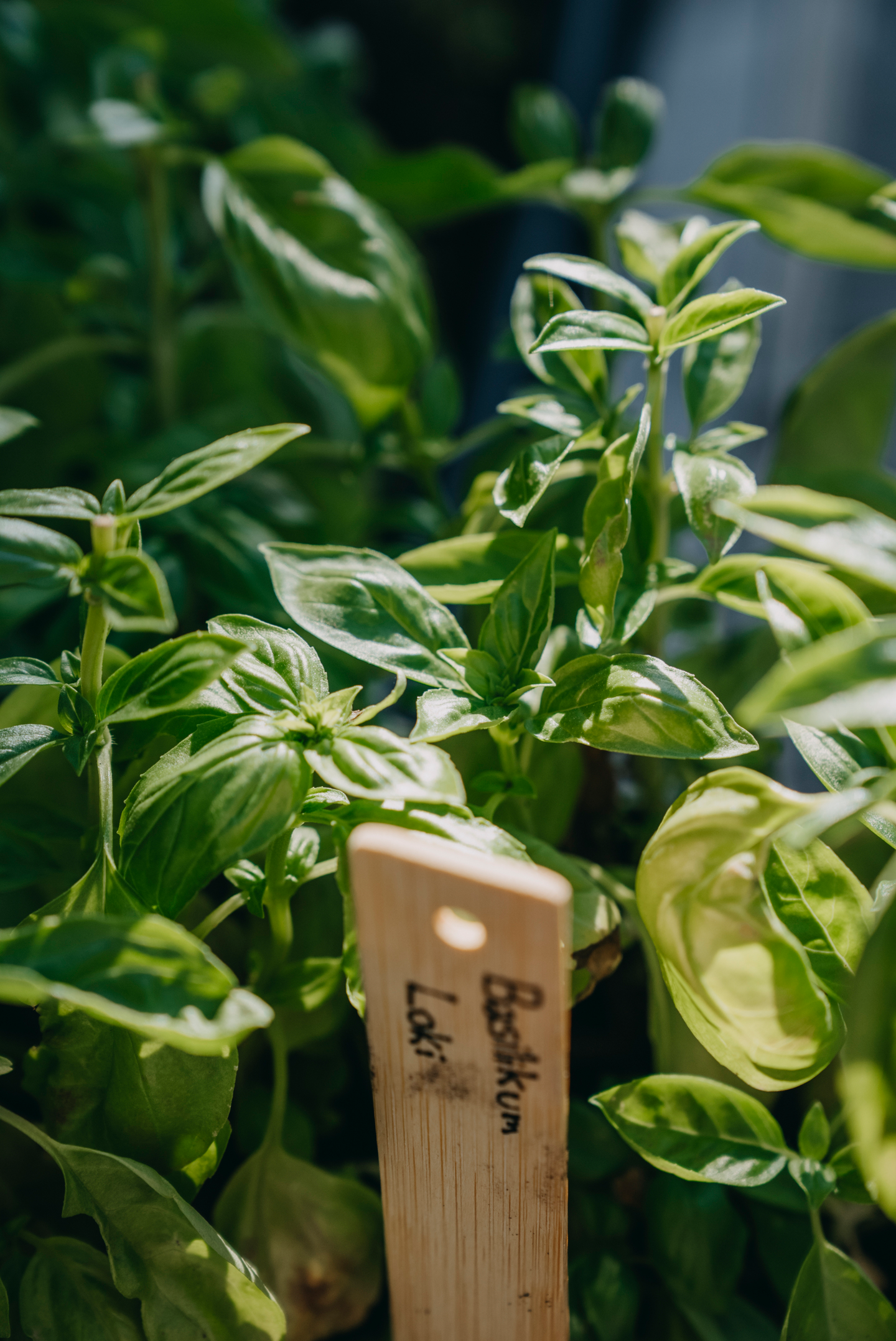 Maustebasilika siemen Loki luomu