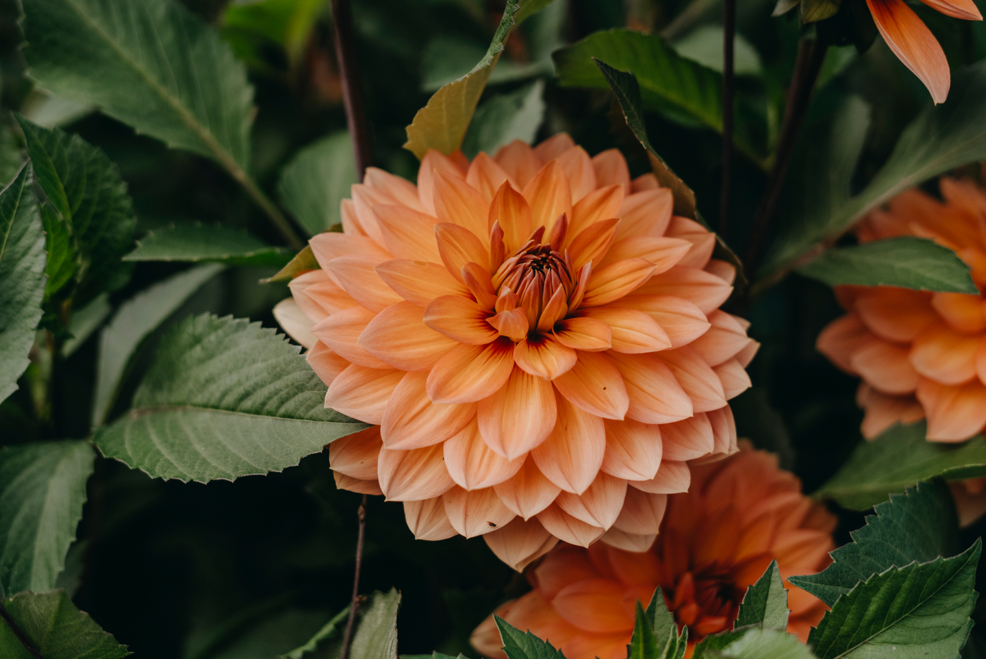 Koristedaalia sipuli Nicholas