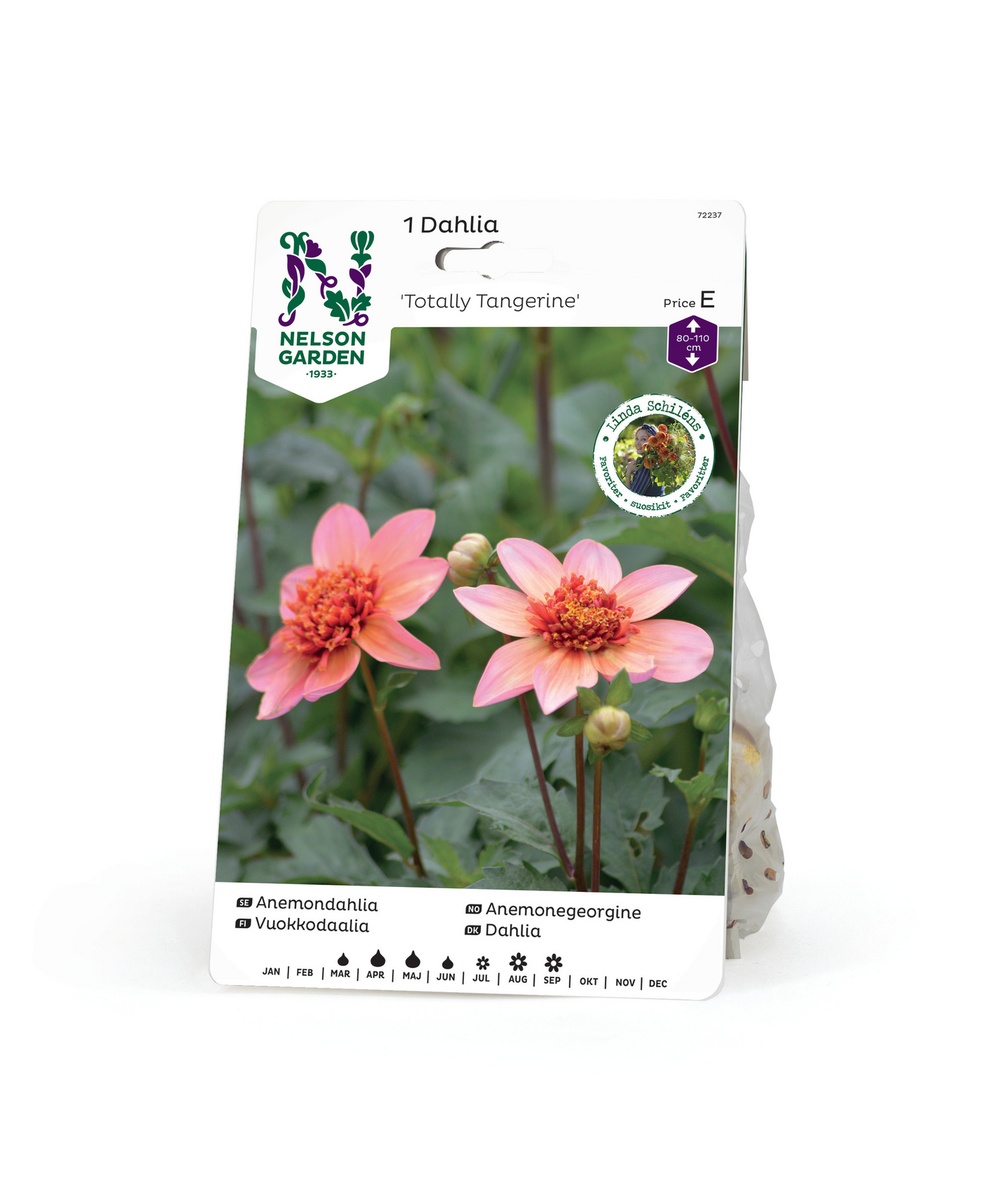 Vuokkodaalia sipuli Total Tangerie