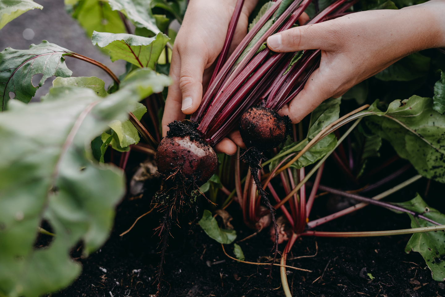Punajuuri siemen Hullahoop Mix