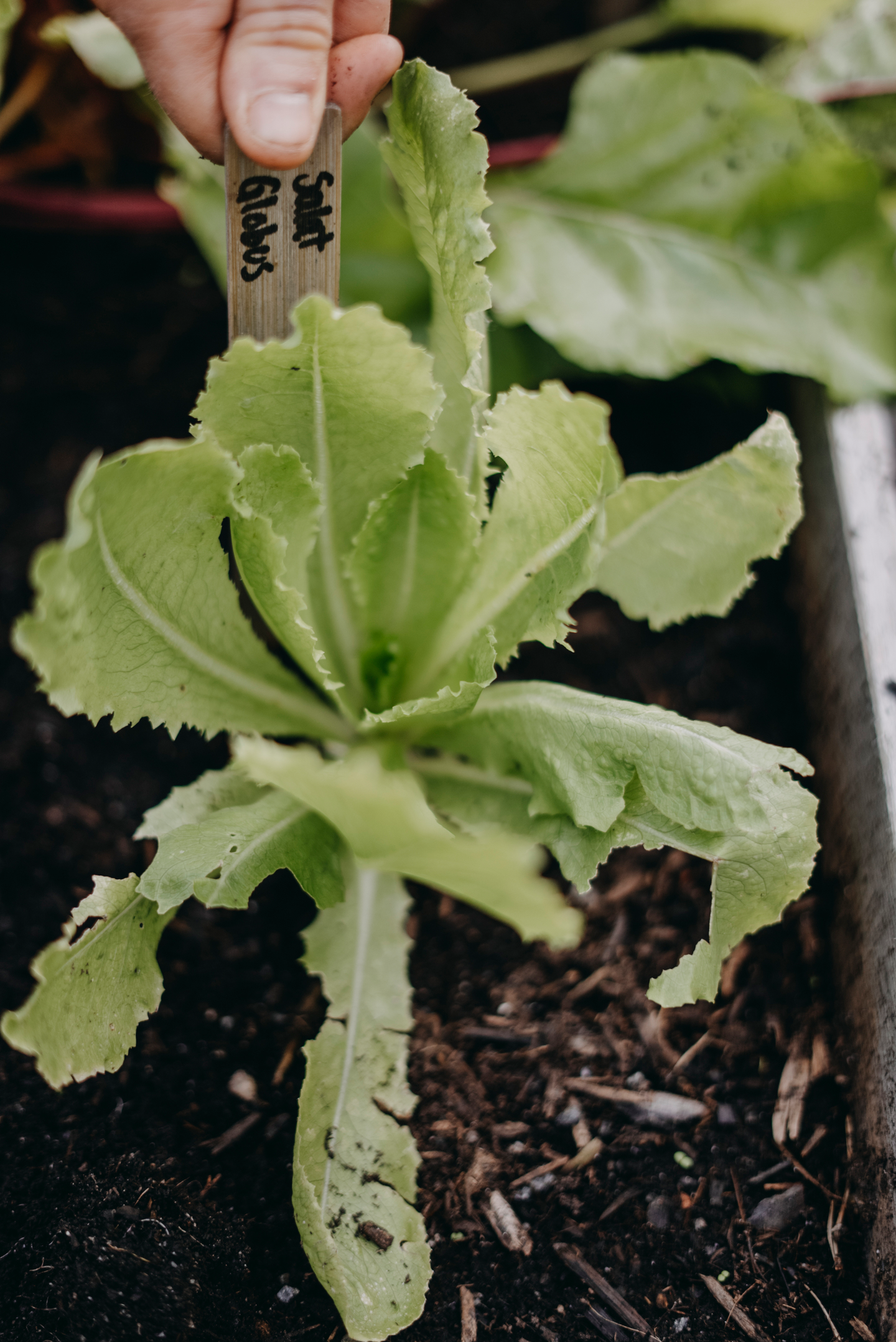 Sidesalaatti siemen Globus