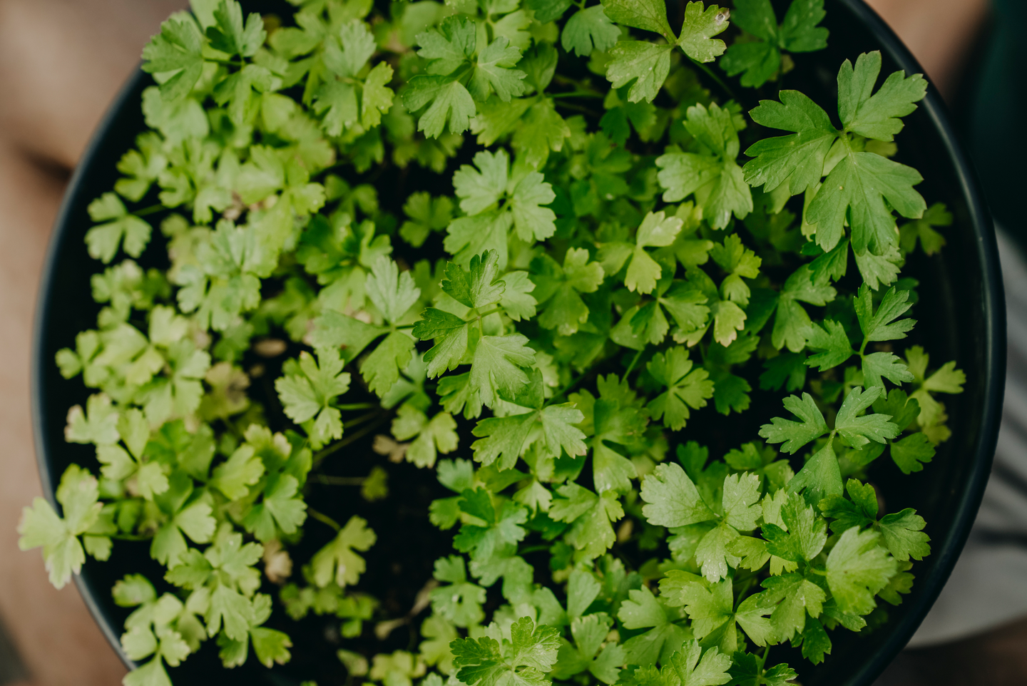 Persilja siemen Gigante d'Italia