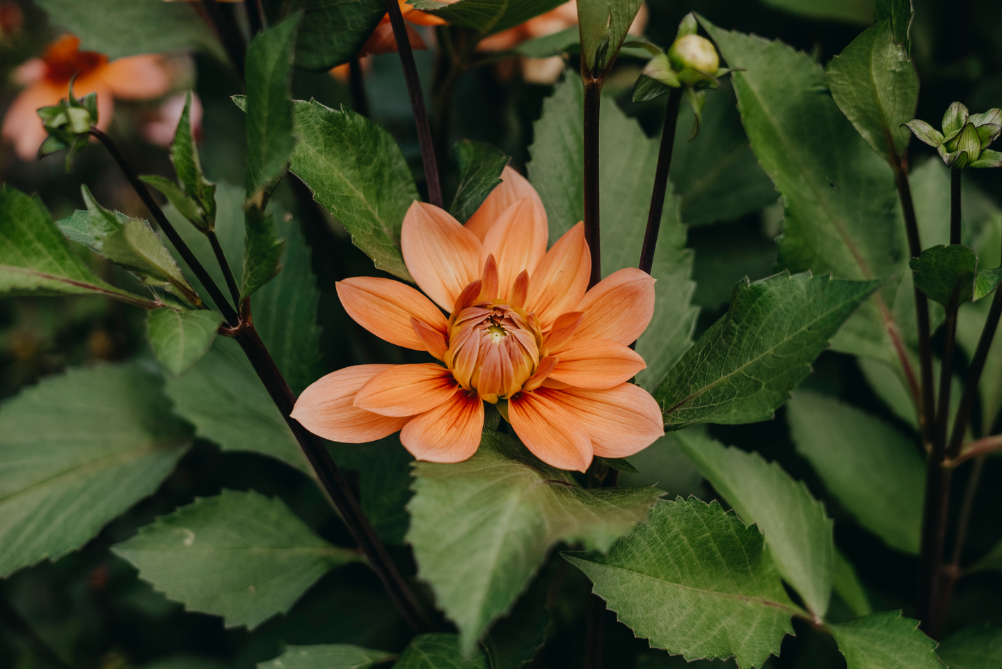 Koristedaalia sipuli Nicholas