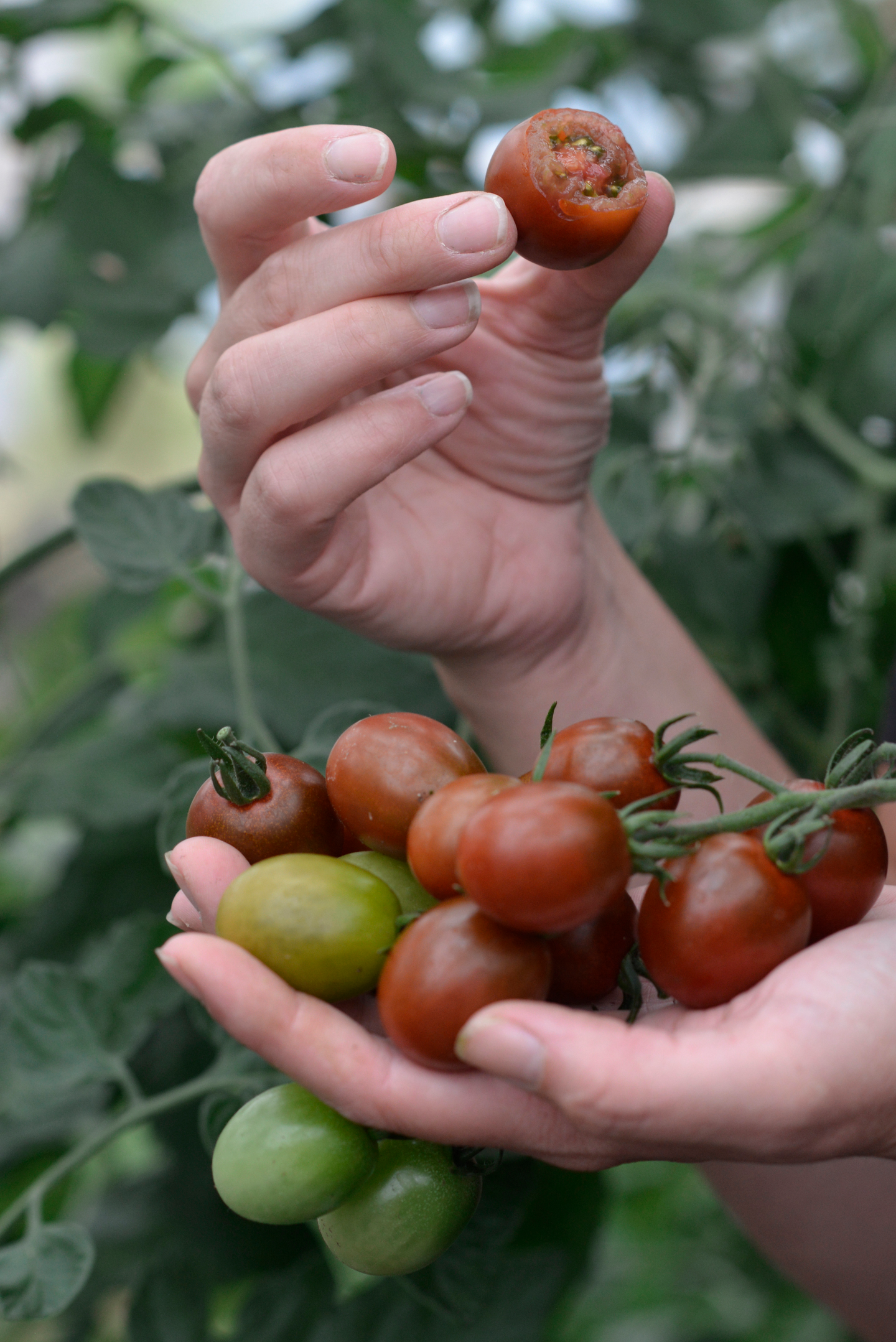 Kirsikkatomaatti siemen Bronzy luomu