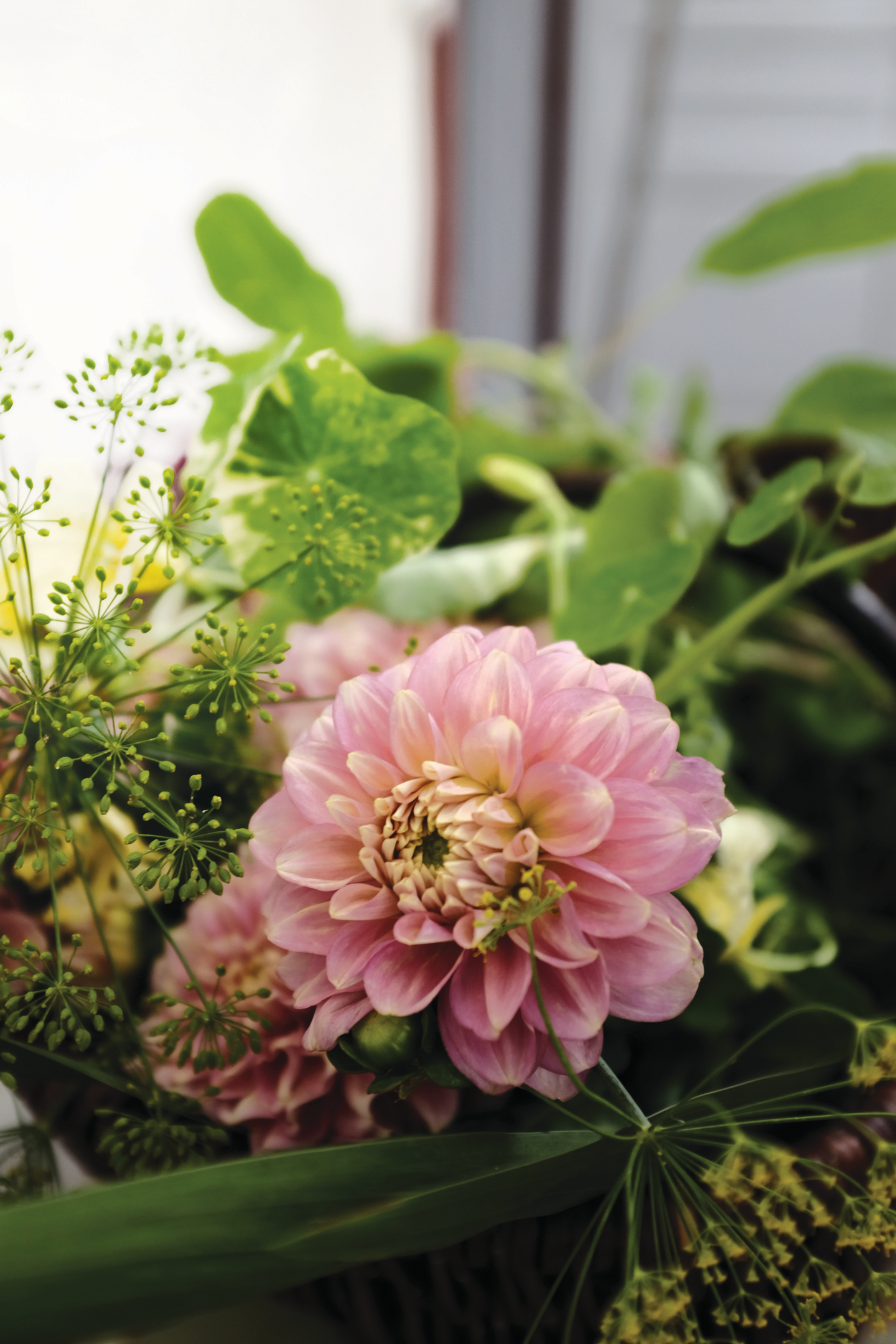 Koristedaalia sipuli Pink Magic