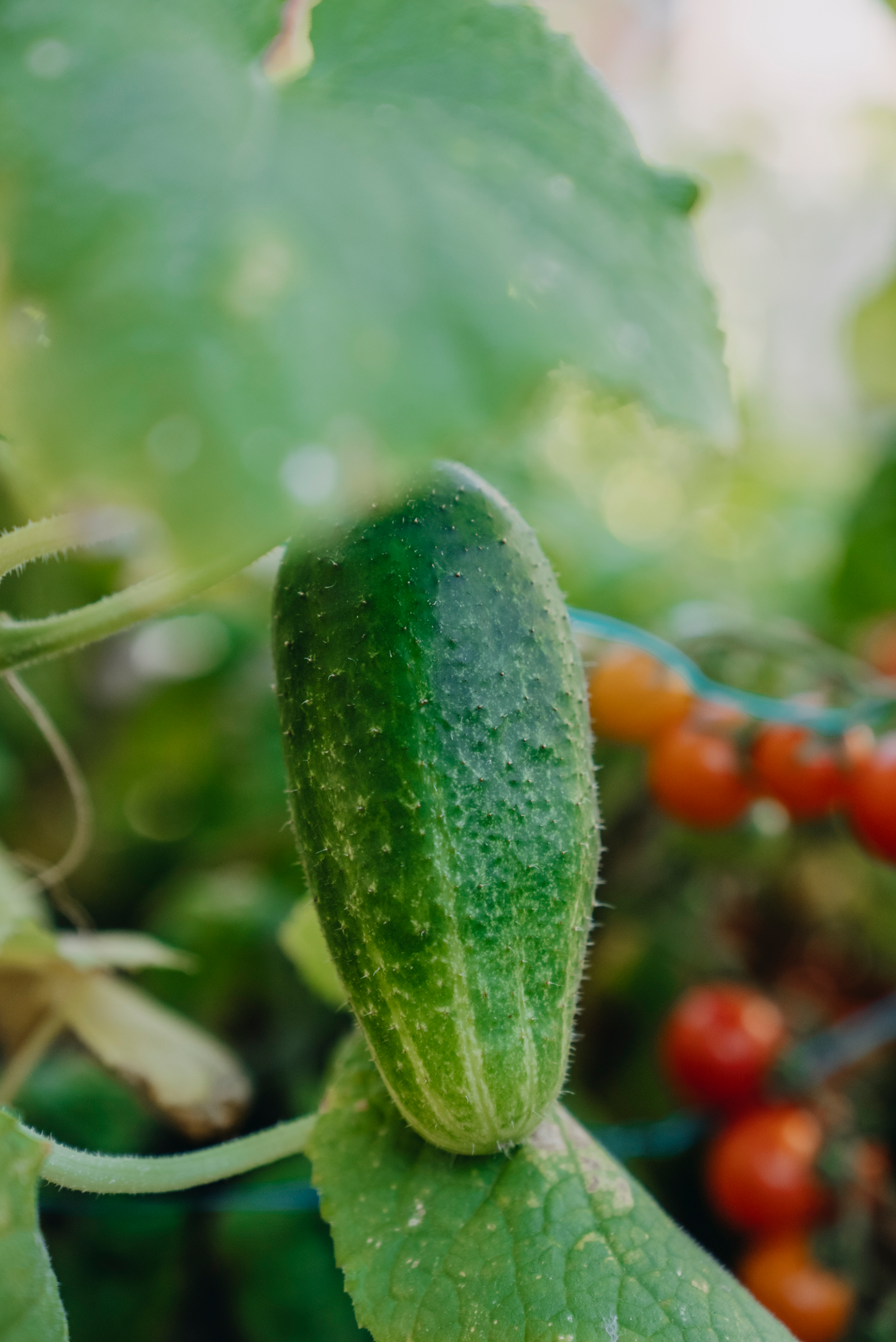 Avomaankurkku siemen Nelson Garden Vert Petit de Paris