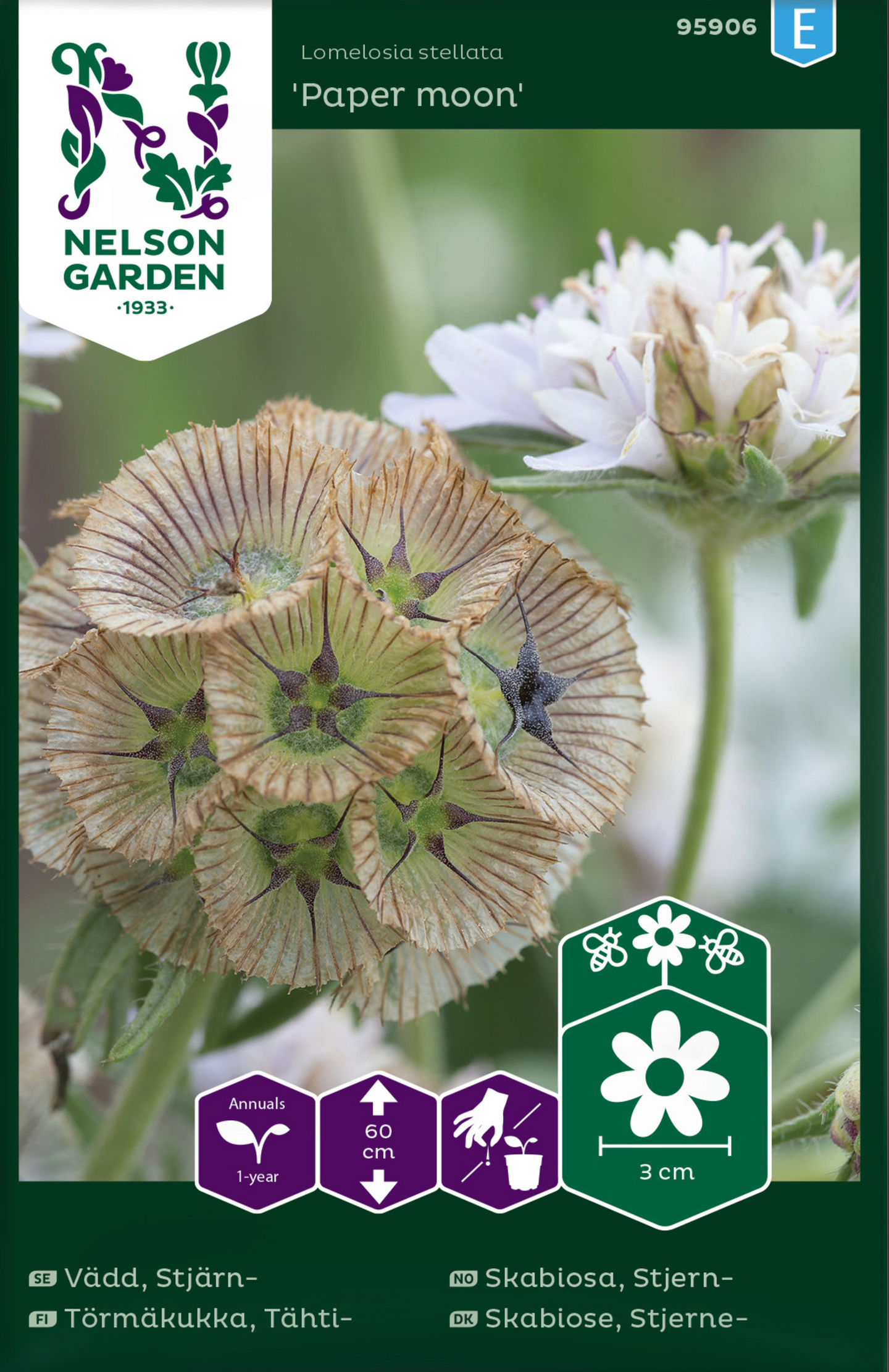 Tähtitörmäkukka siemen Paper Moon