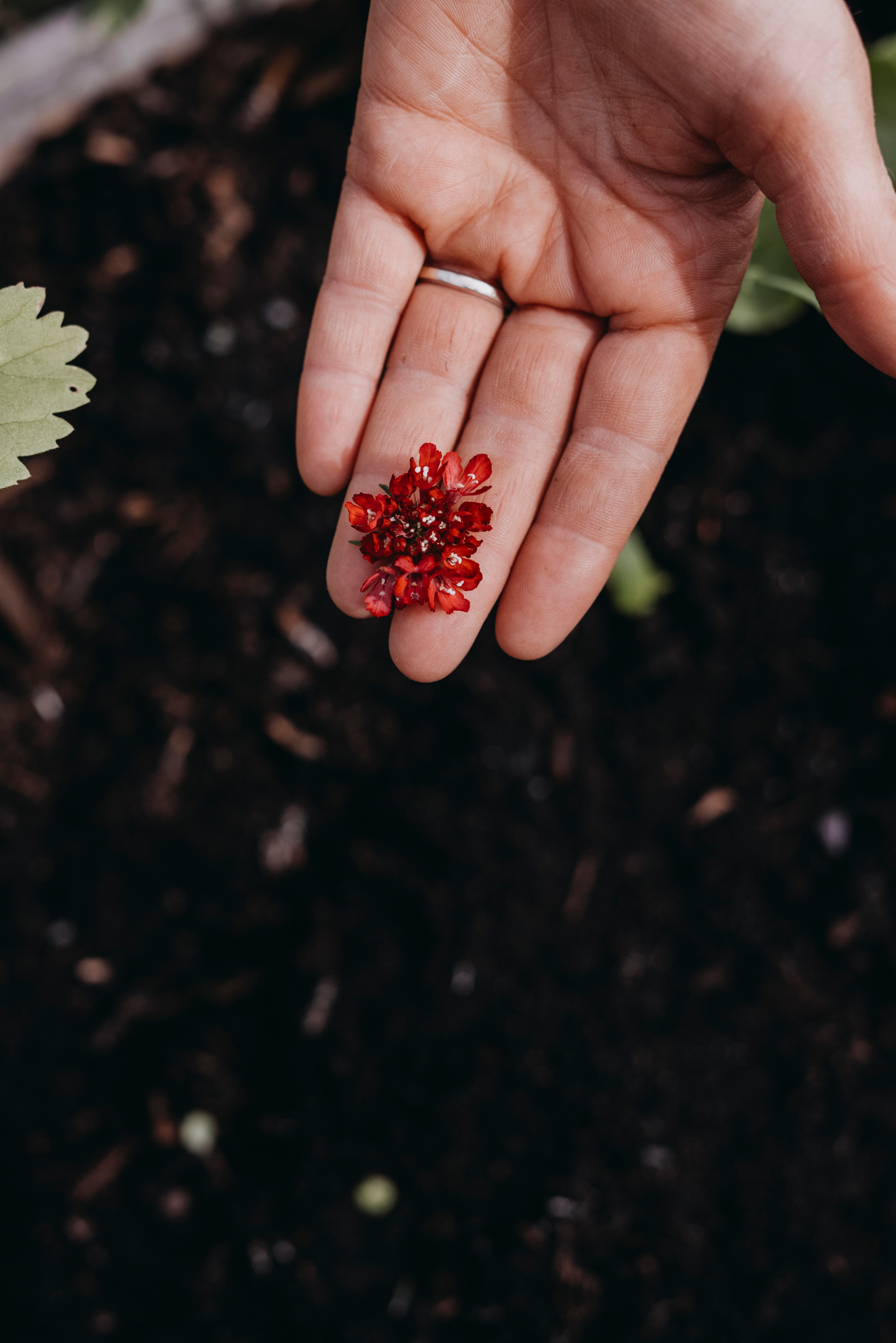 Koreatörmäkukka siemen