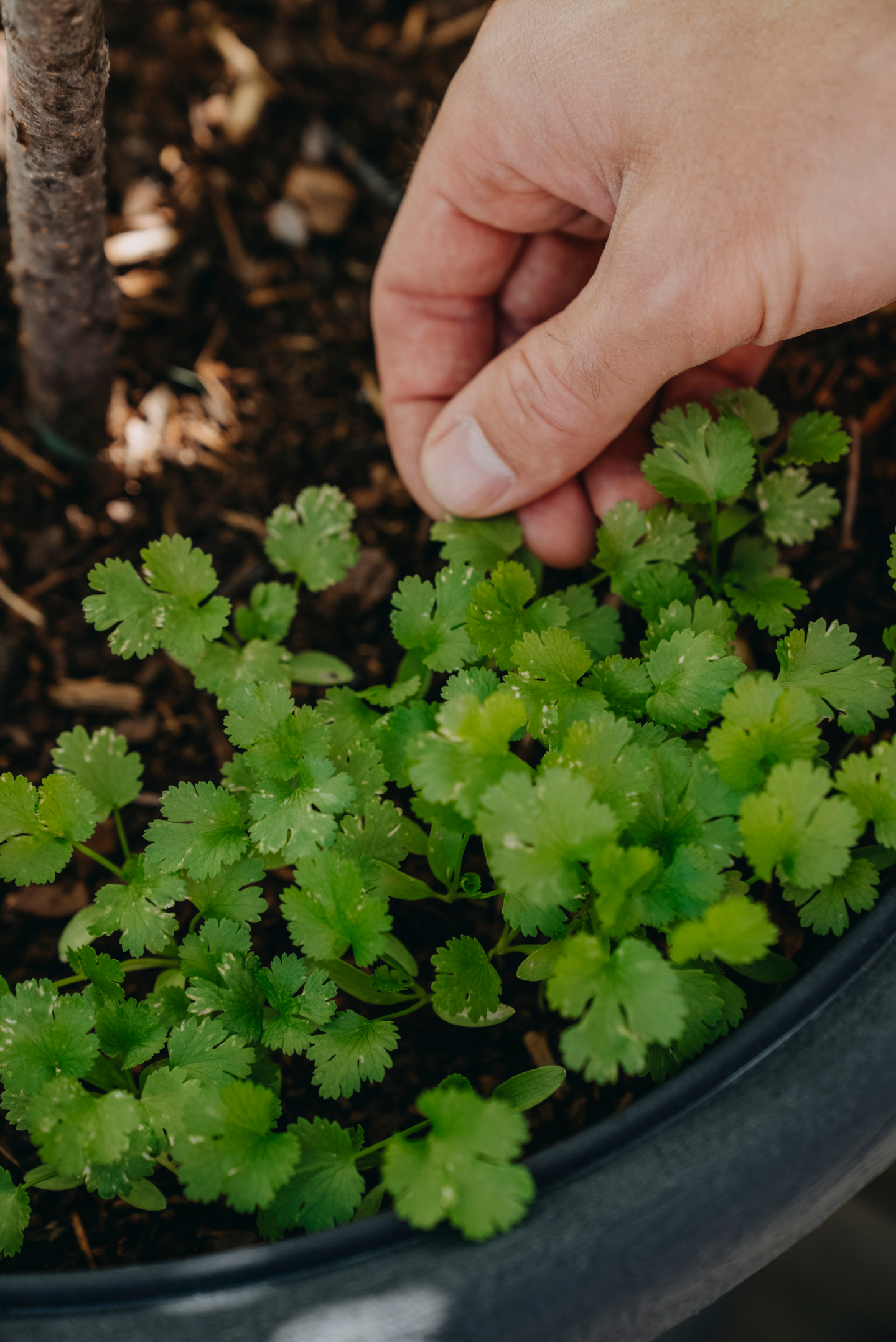 Korianteri siemen Cruiser