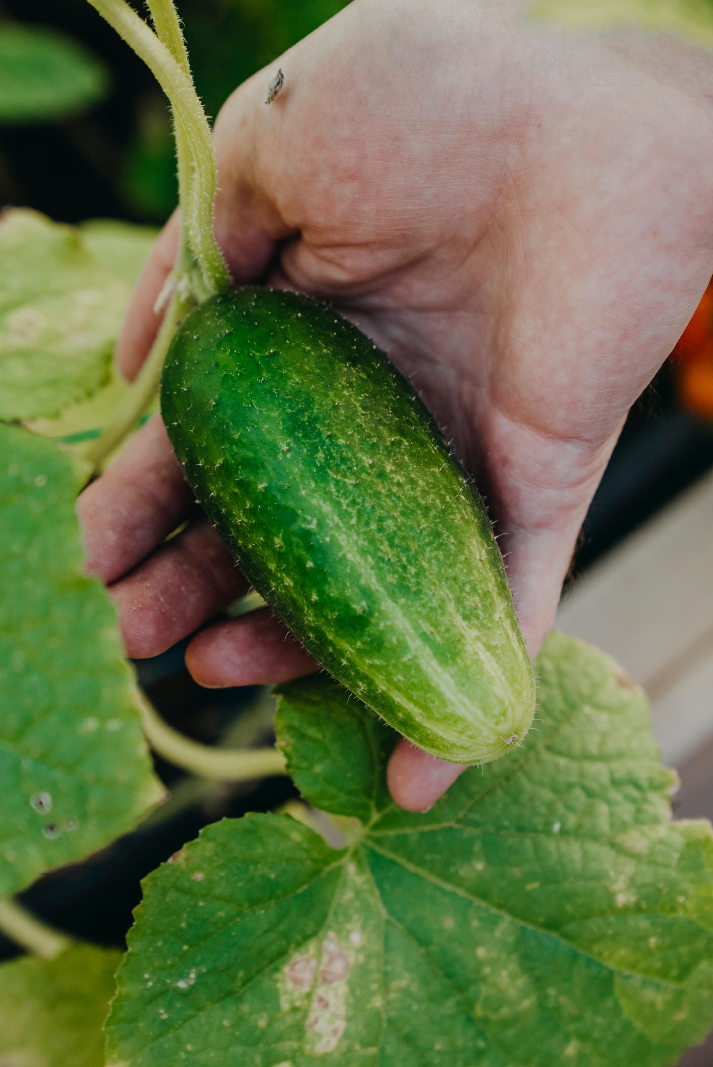 Avomaankurkku siemen Nelson Garden Vert Petit de Paris