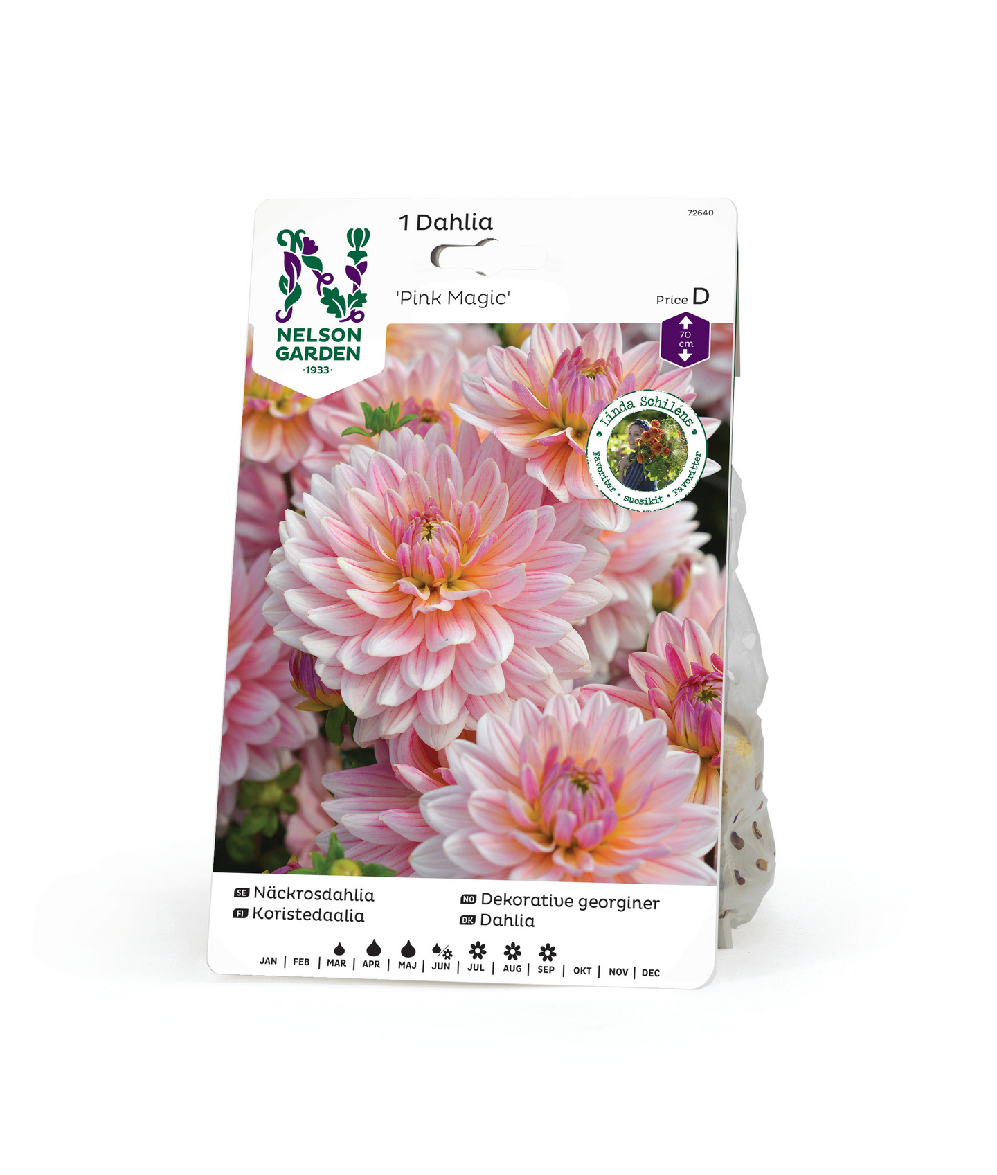 Koristedaalia sipuli Pink Magic