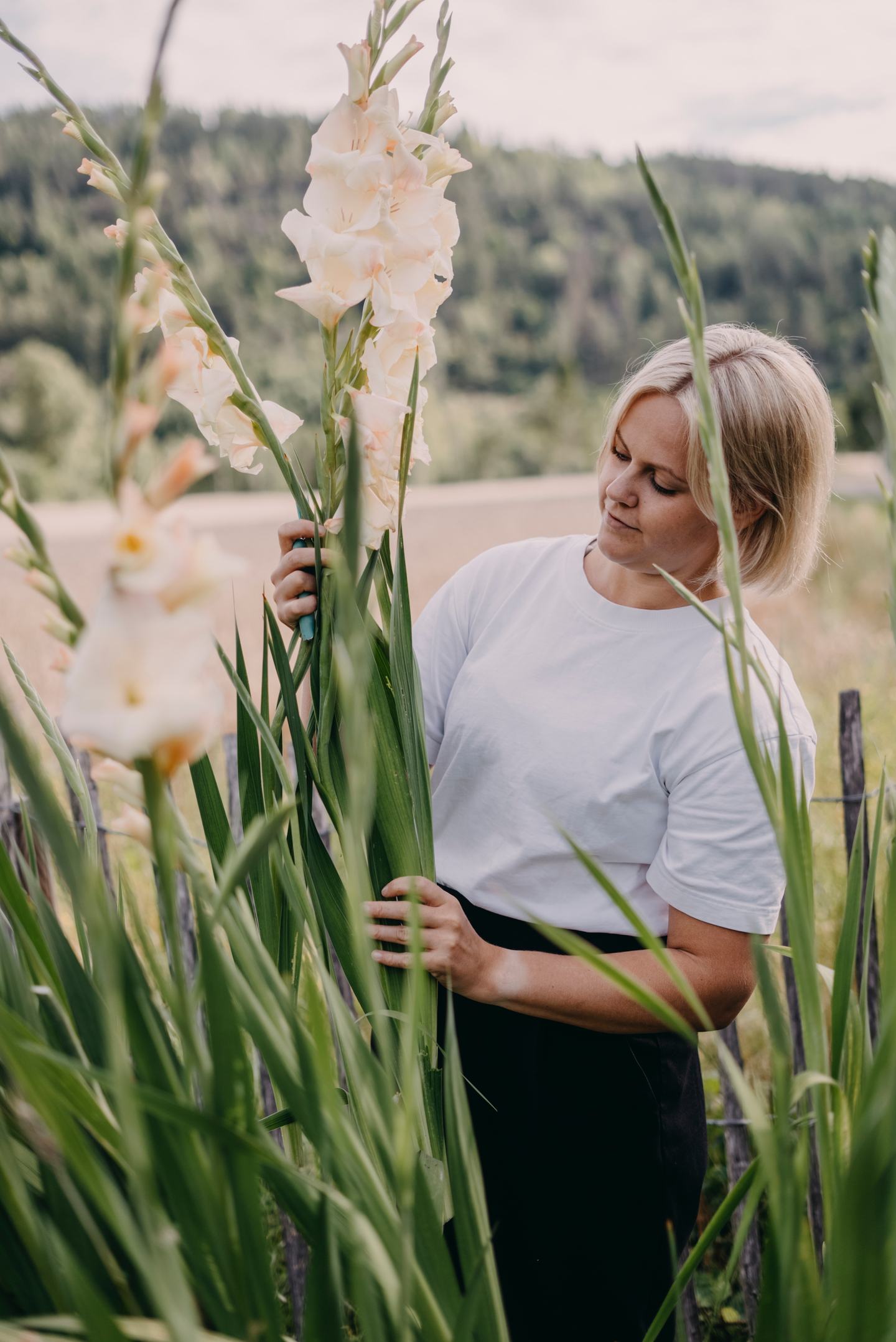 Miekkalilja kukkasipuli Fiddekulla 17kpl