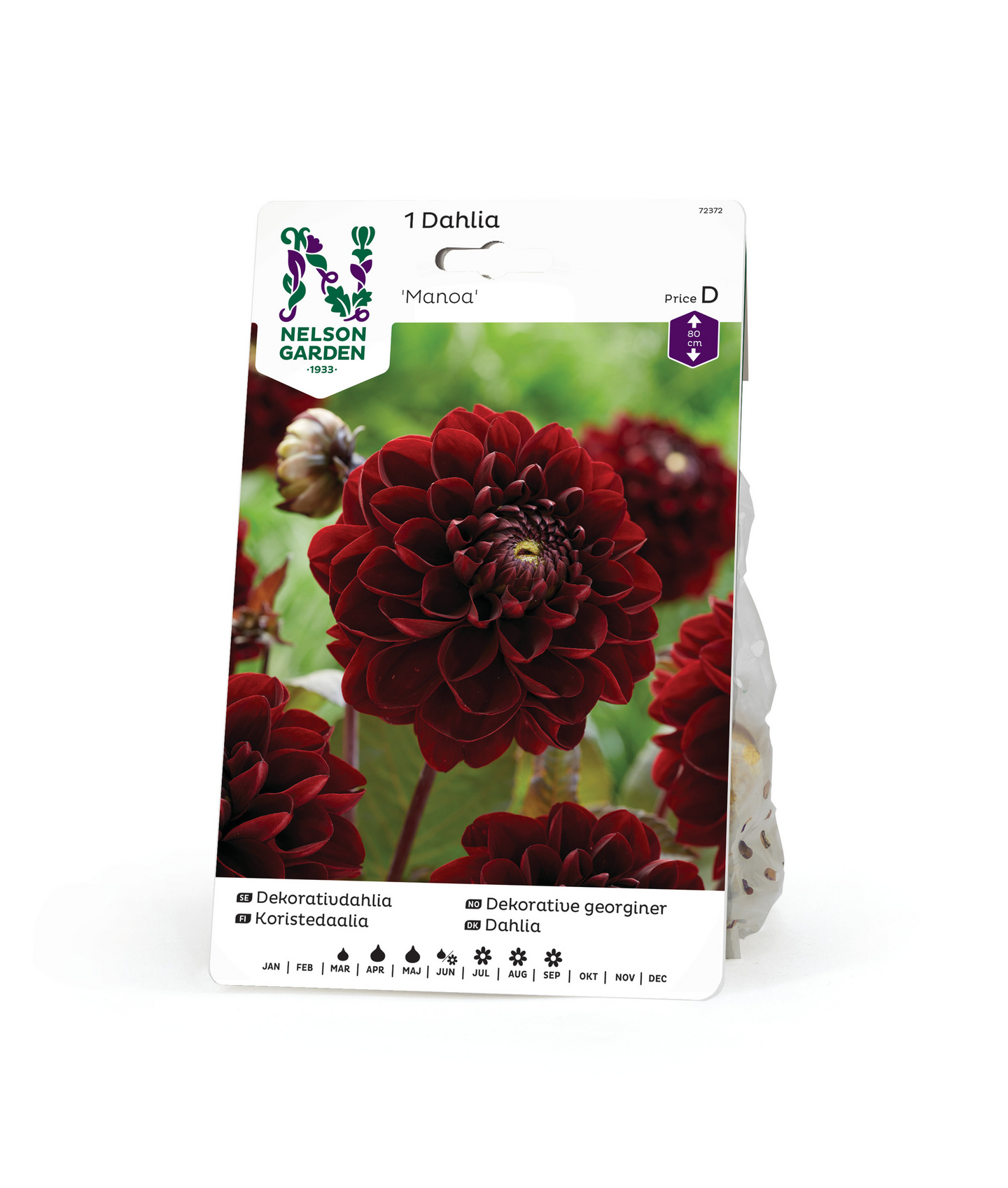 Koristedaalia sipuli Manoa