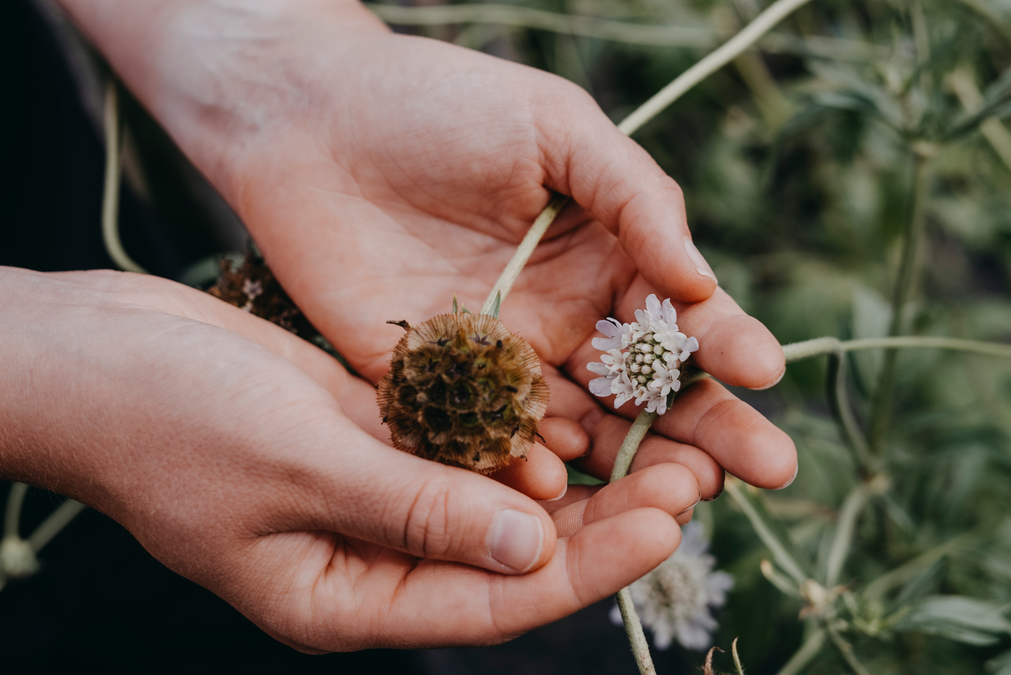 Tähtitörmäkukka siemen Paper Moon