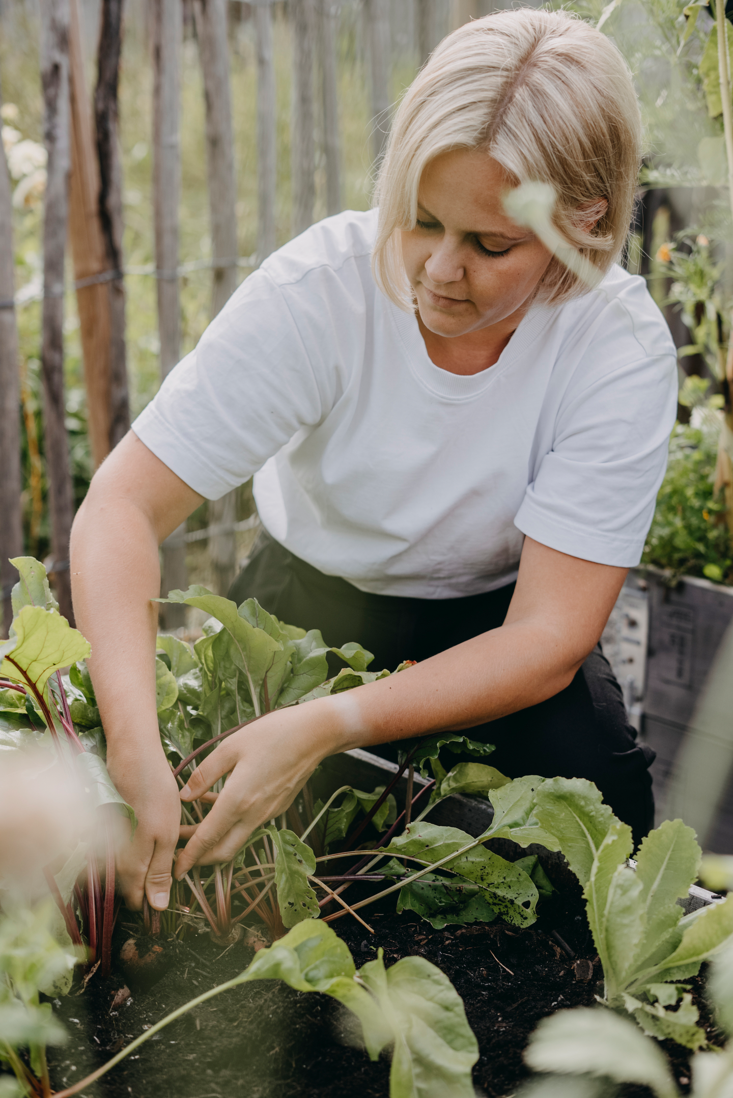 Punajuuri siemen Hullahoop Mix