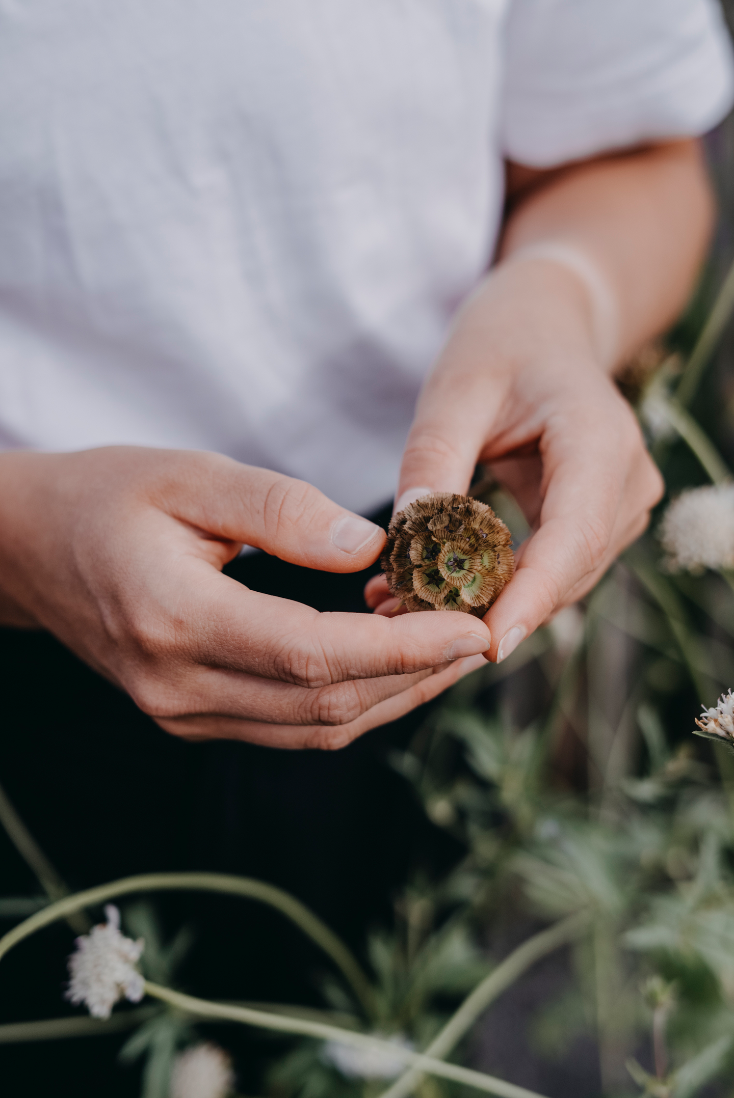 Tähtitörmäkukka siemen Paper Moon