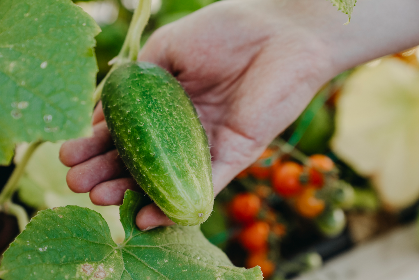 Avomaankurkku siemen Nelson Garden Vert Petit de Paris