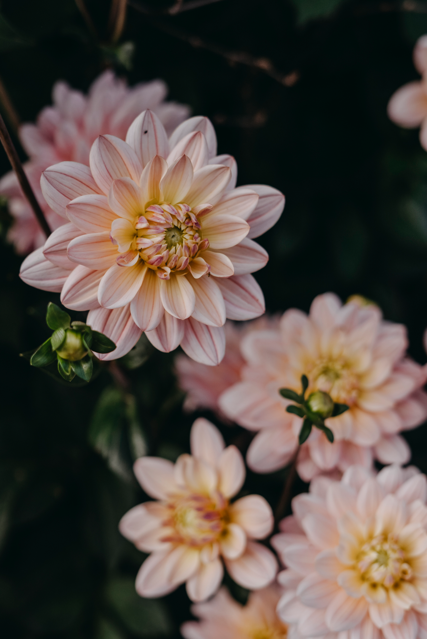 Koristedaalia sipuli Pink Magic