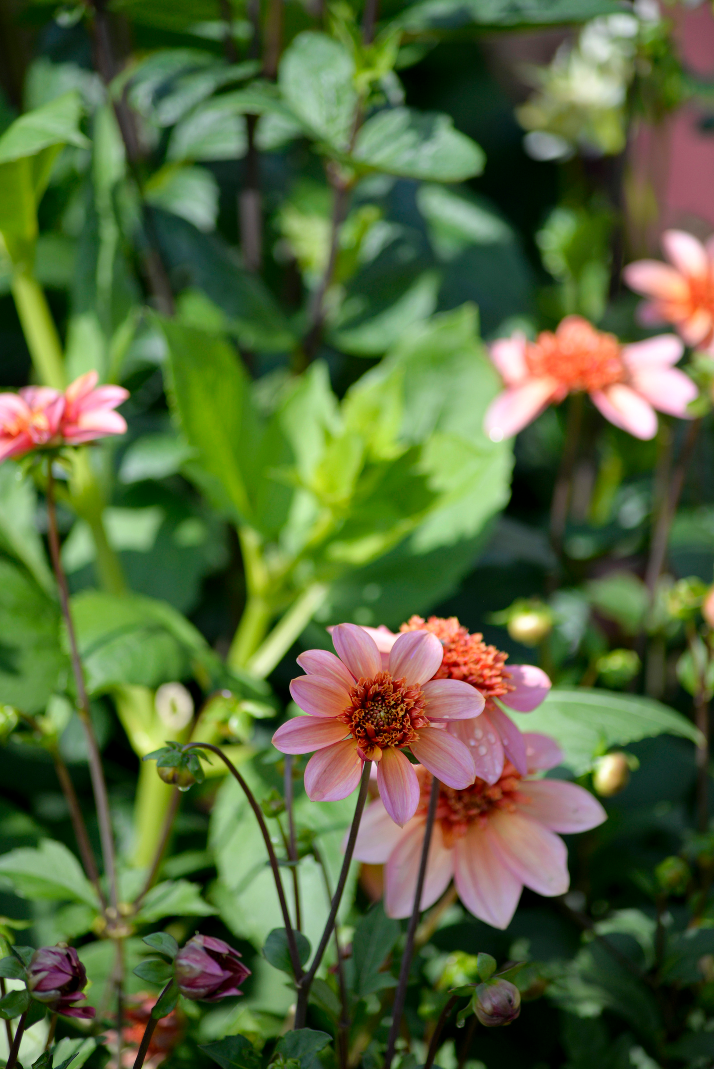 Vuokkodaalia sipuli Total Tangerie