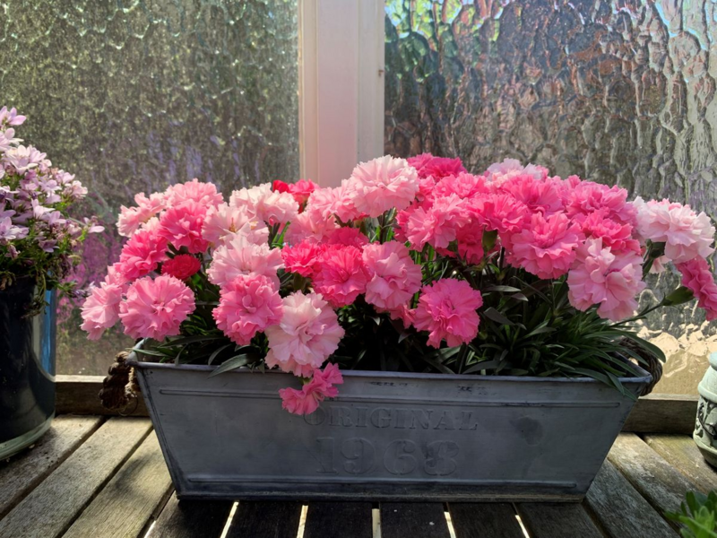 Neilikka I-Love-U 10cm ruukussa