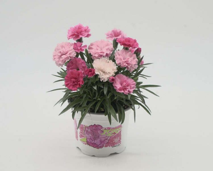 Neilikka I-Love-U 10cm ruukussa