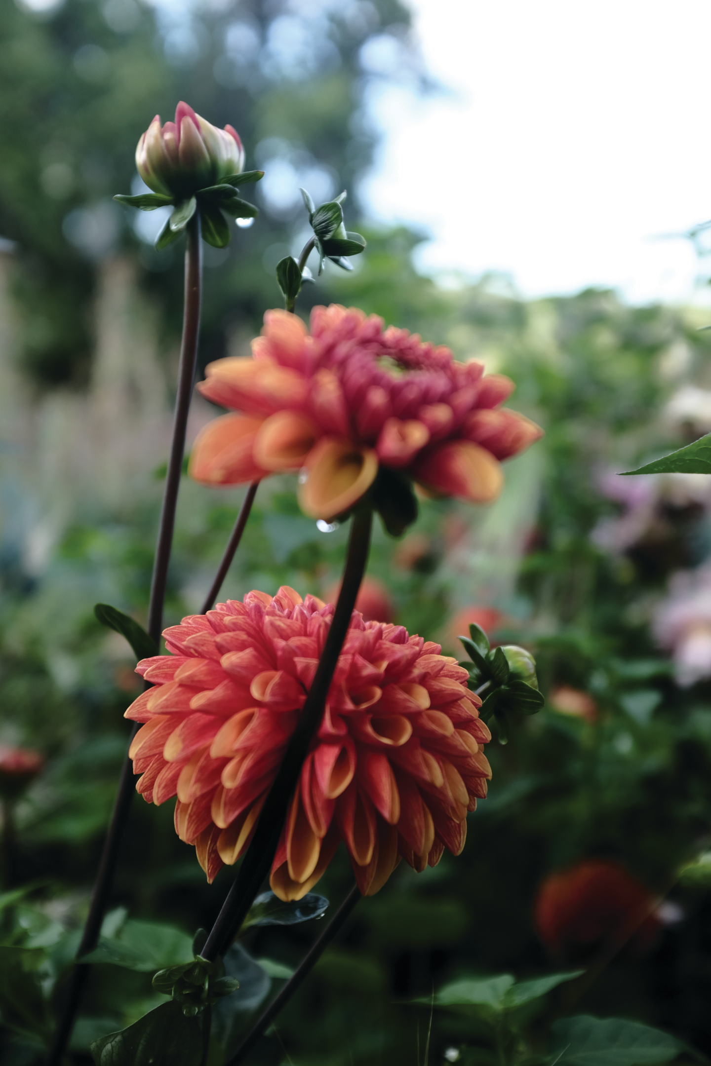 Pallodaalia sipuli Cornel bronze