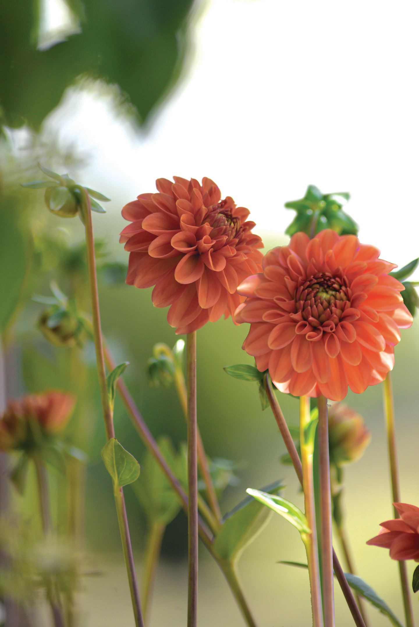 Pallodaalia sipuli Cornel bronze