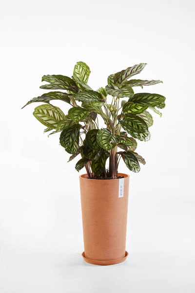 Ruukku Ecopots Sankara keskikorkea 55cm terracotta