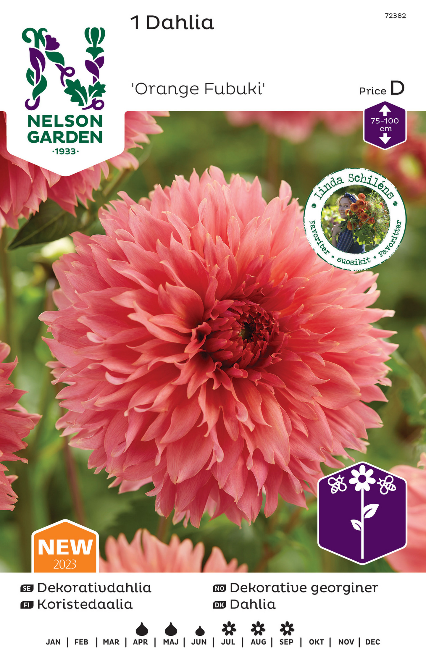 Koristedaalia sipuli Orange Fubuki