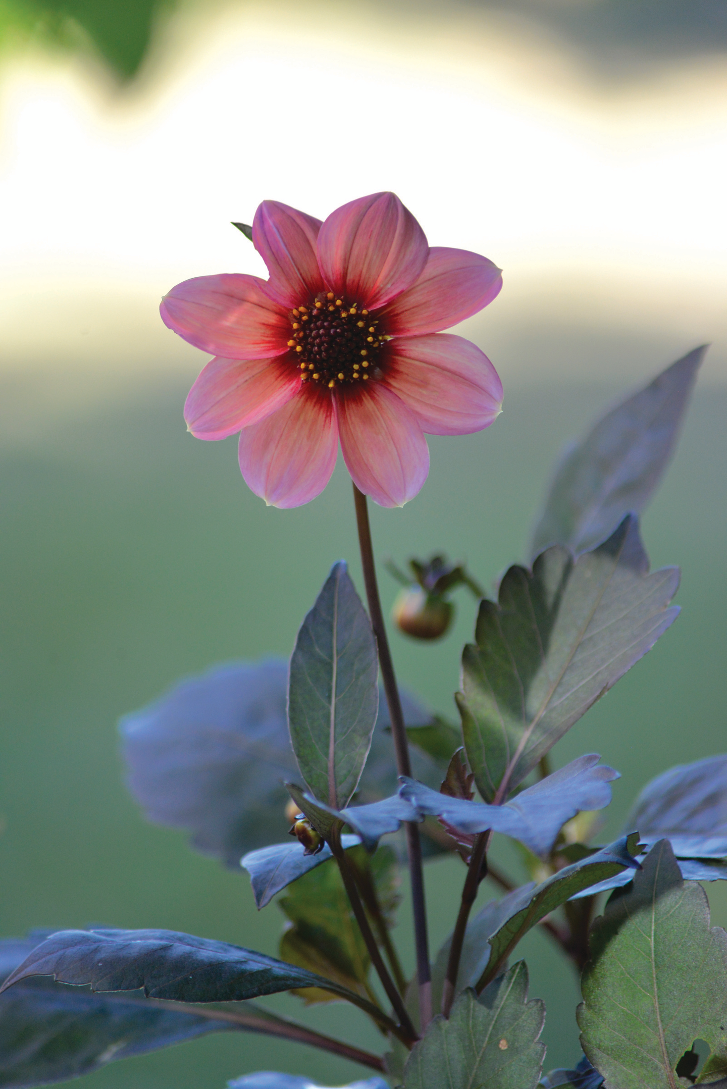 Daalia sipuli Happy Single kiss