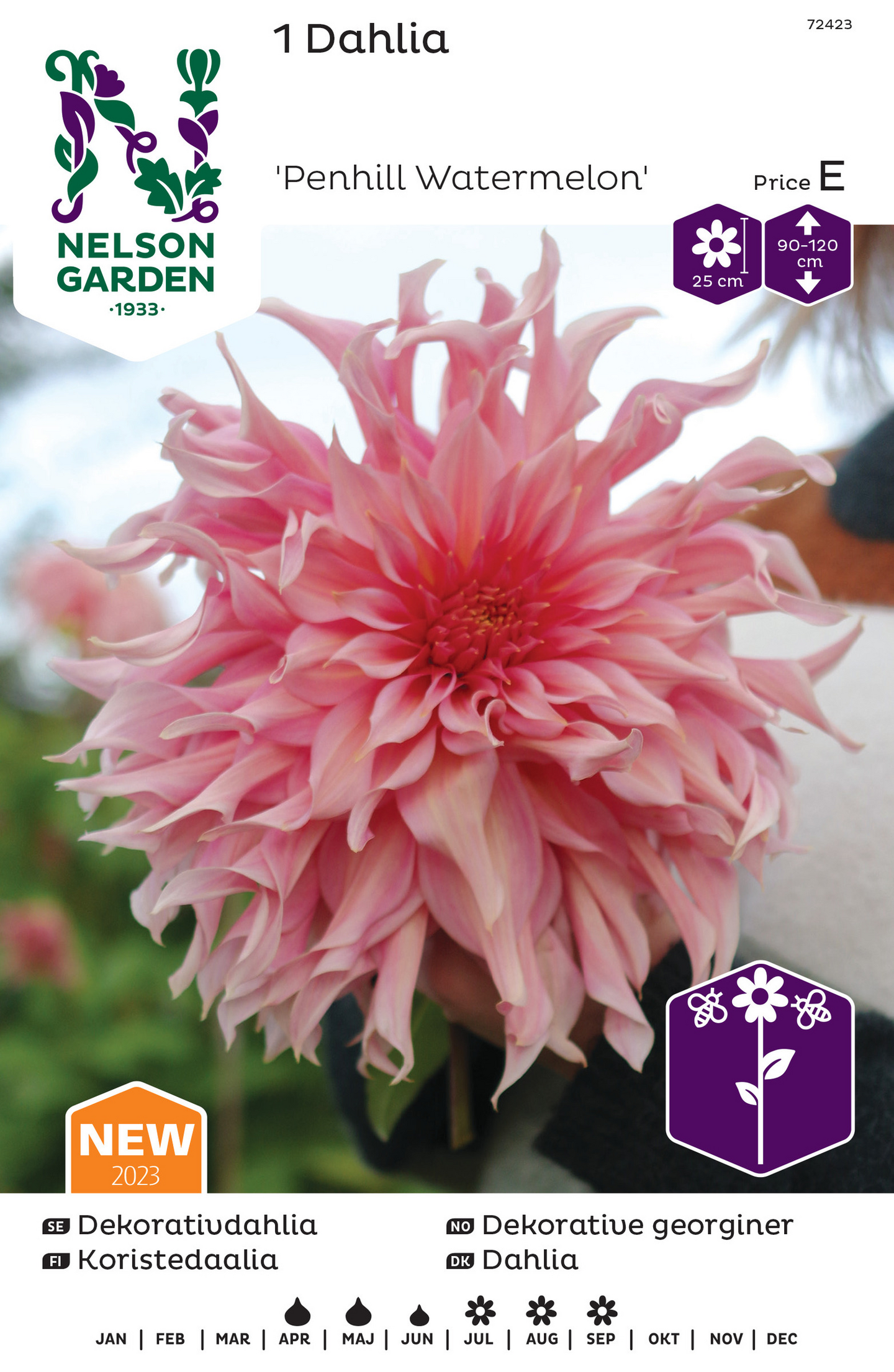 Koristedaalia sipuli Penhill watermelon